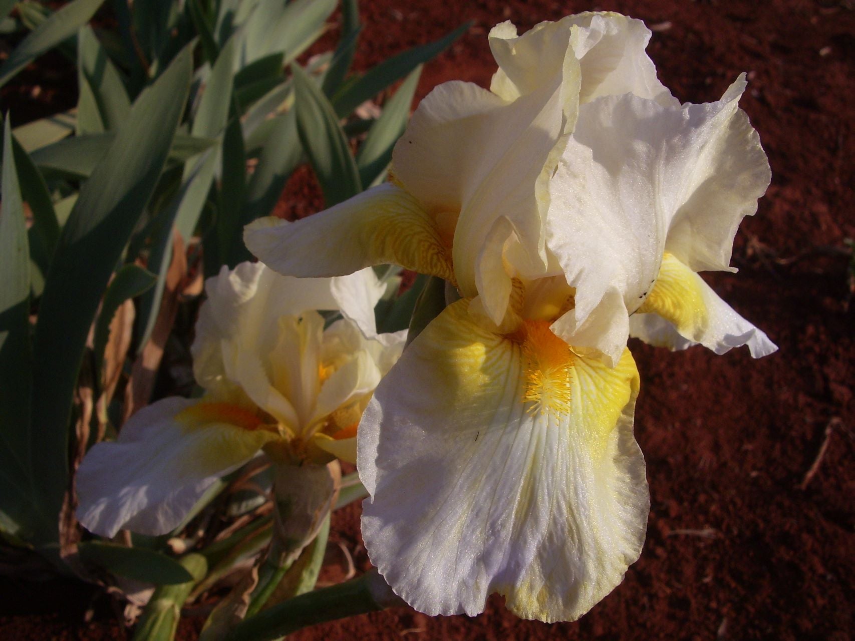 Melting Moment Bearded Iris