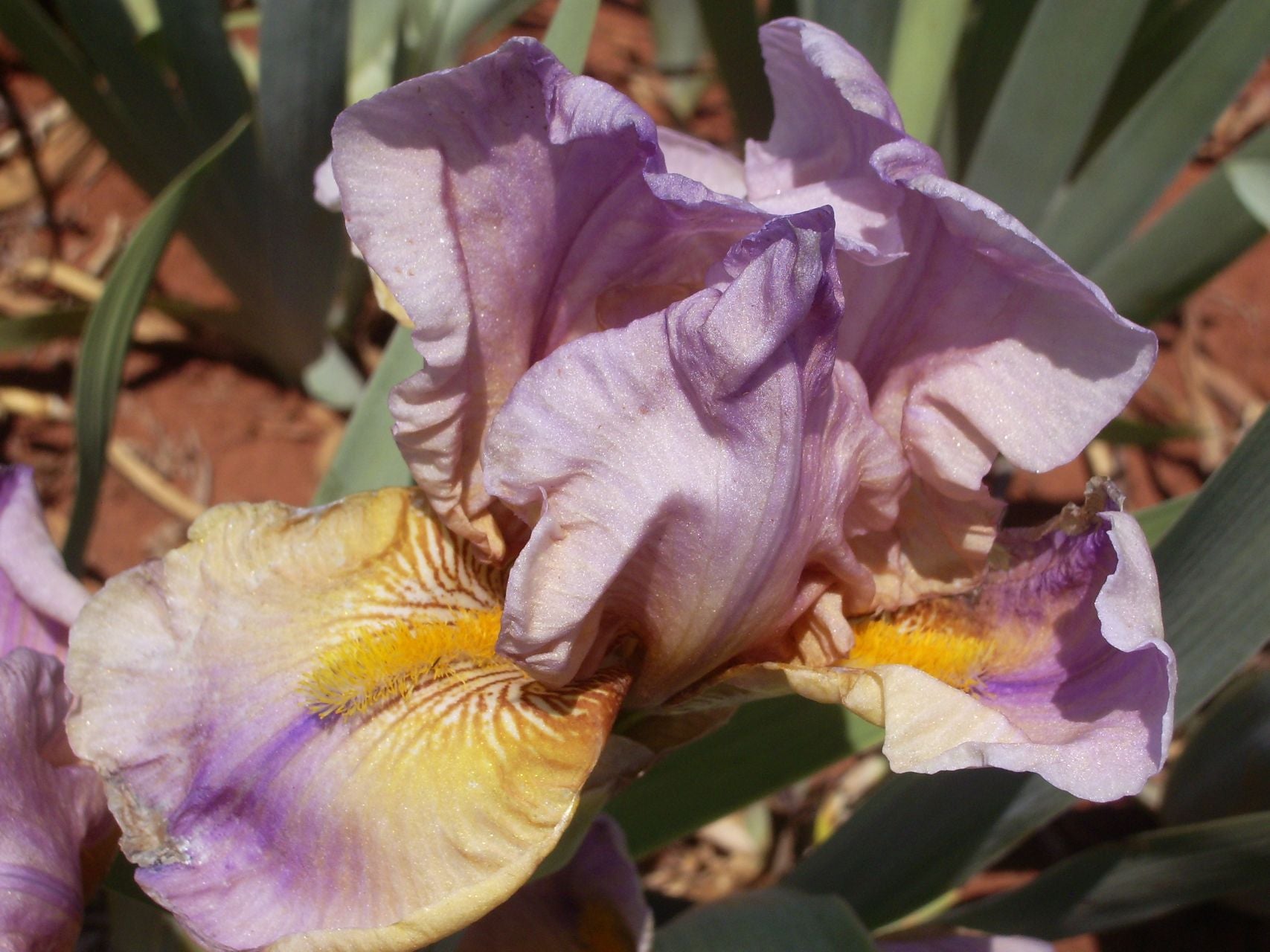 Sheer Lilac Bearded Iris