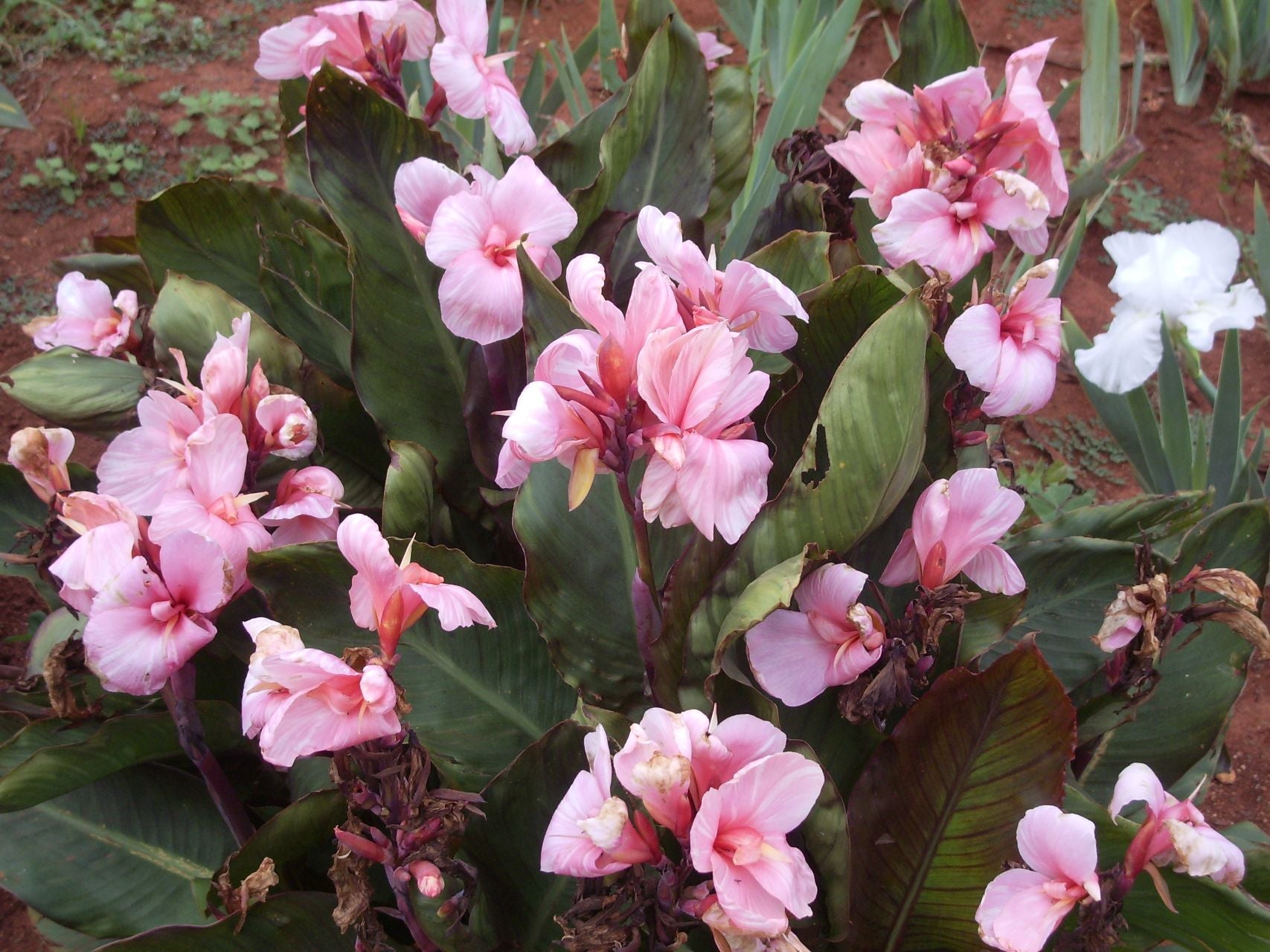 Uys* | Canna Lily
