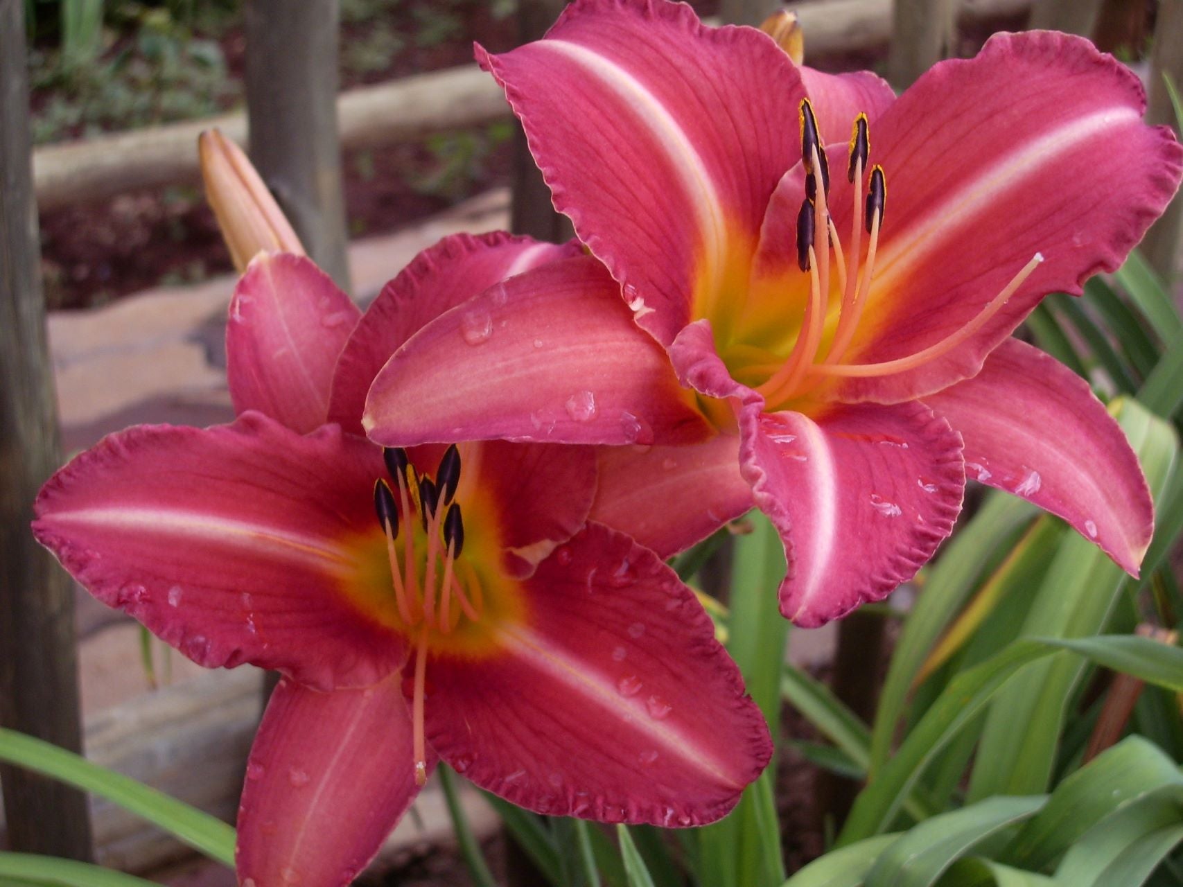 Move Closer | Daylily