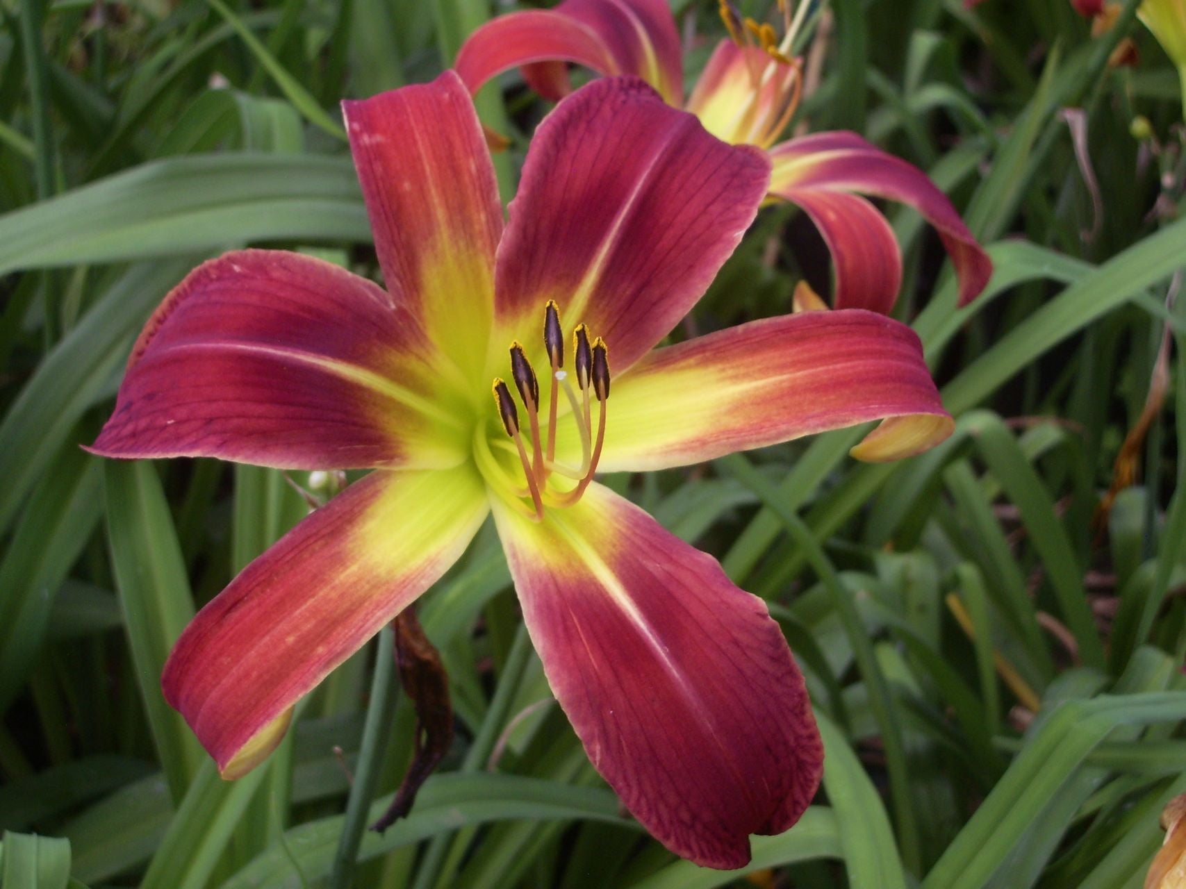 Long Stocking | Daylily