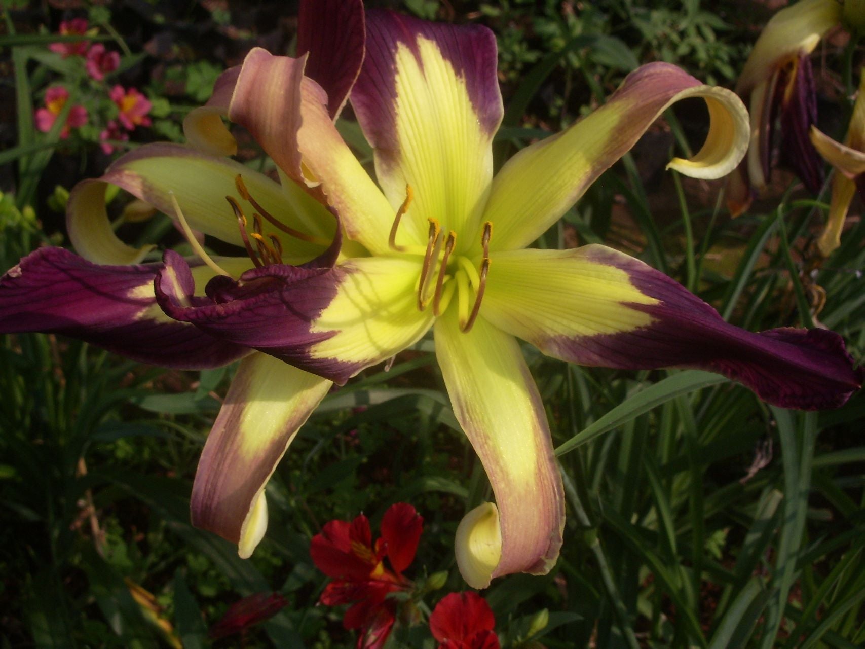 Applique | Daylily