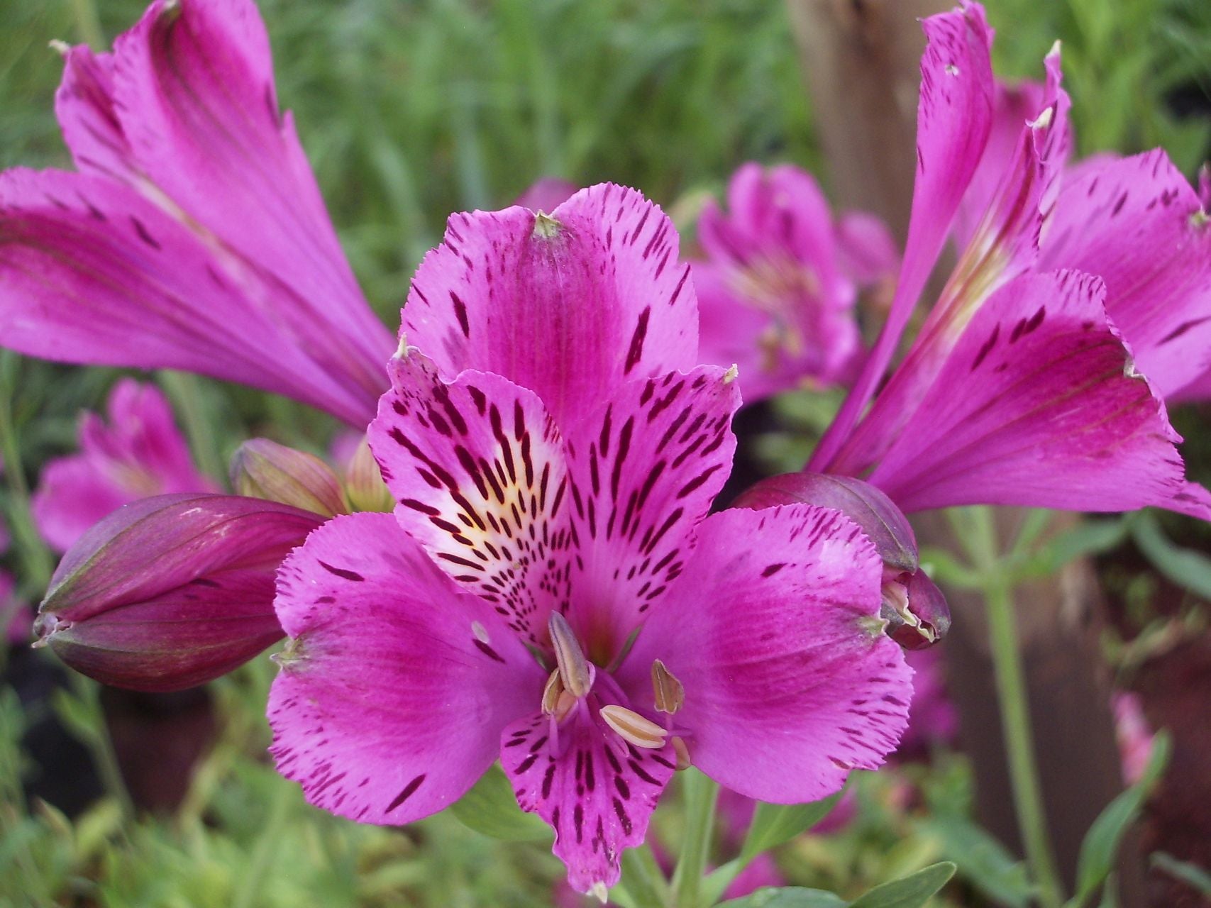 Mira | Inca Lily