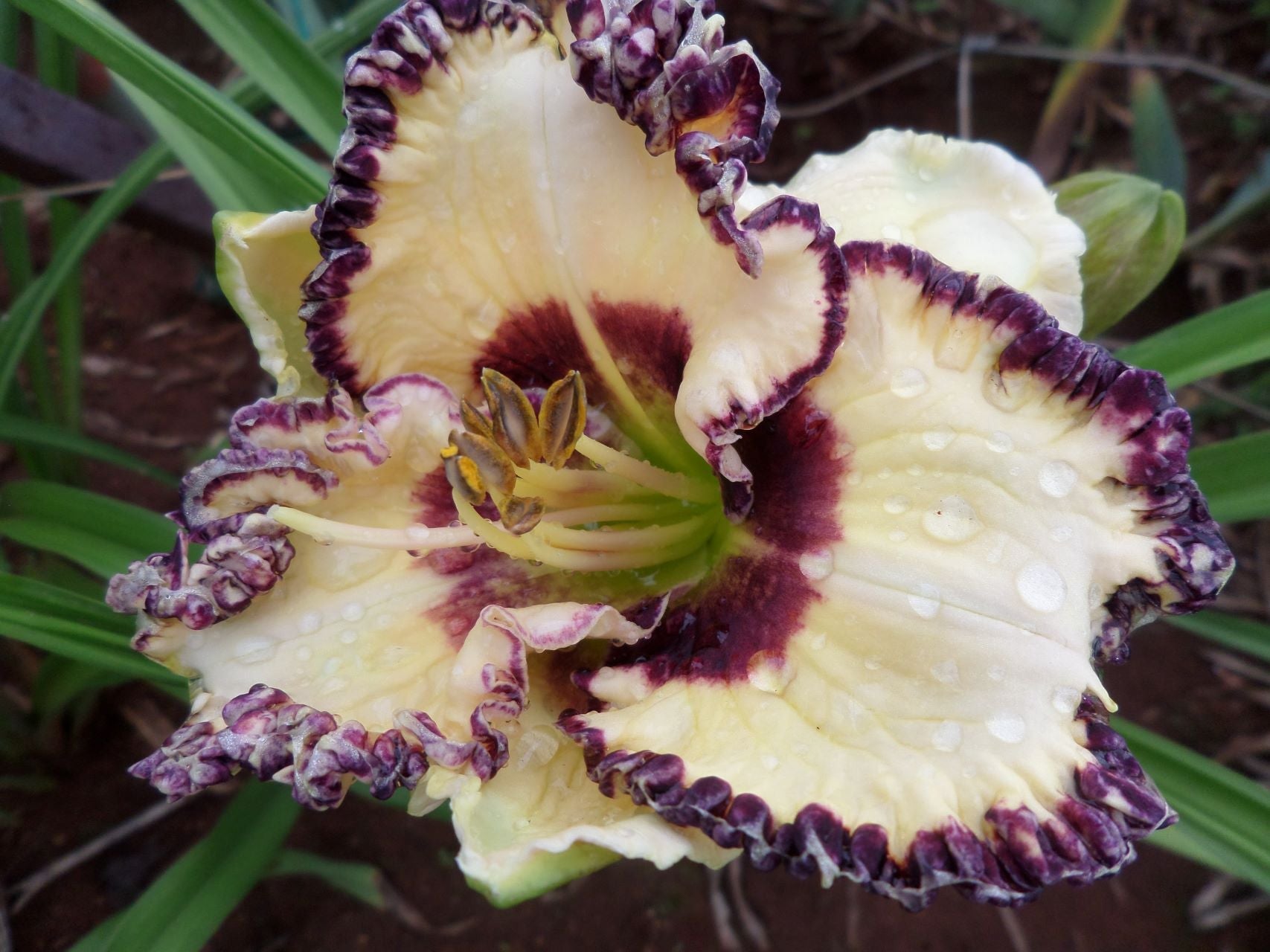 Daylilies | Hemerocallis