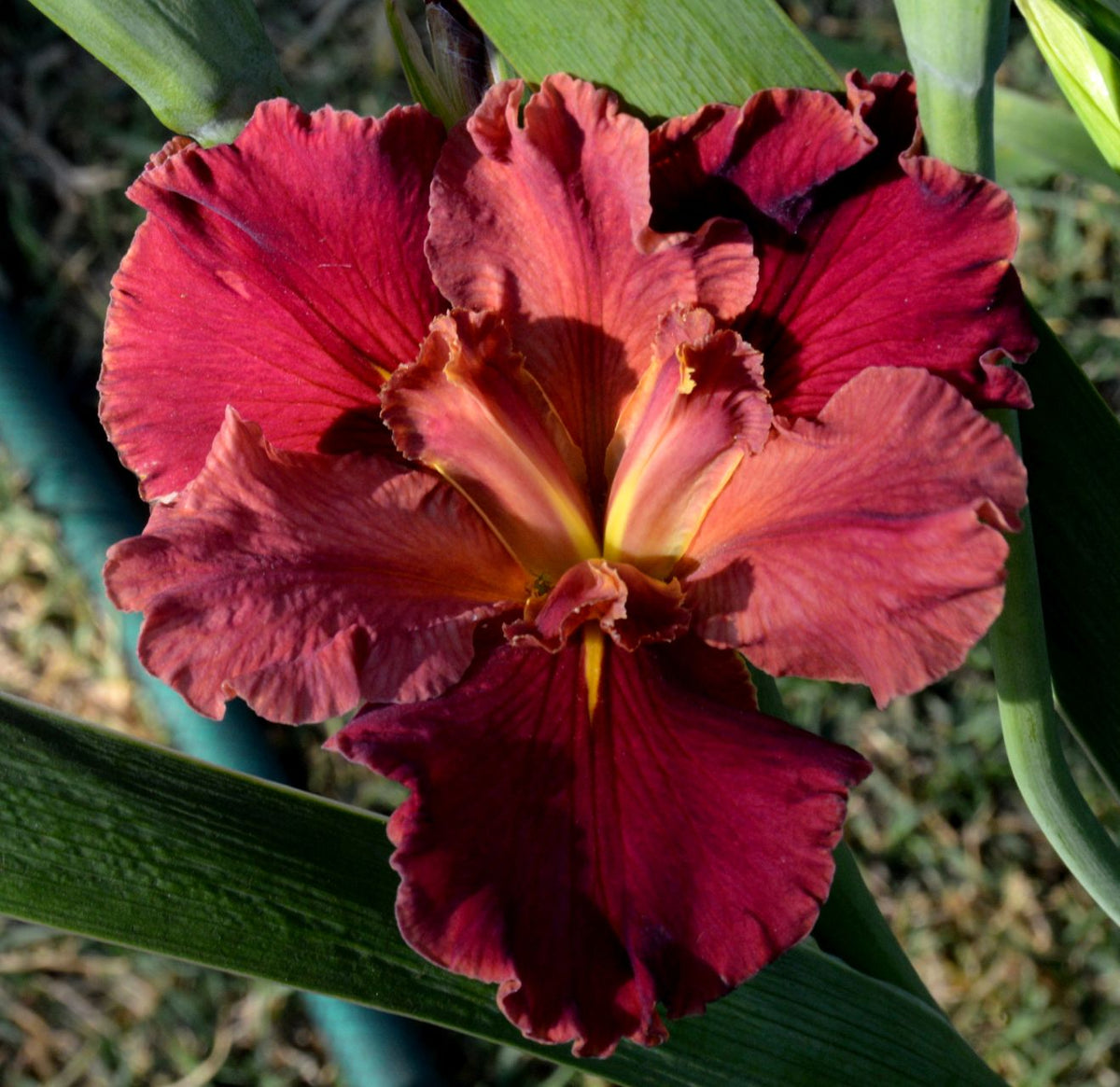 Louisiana Iris