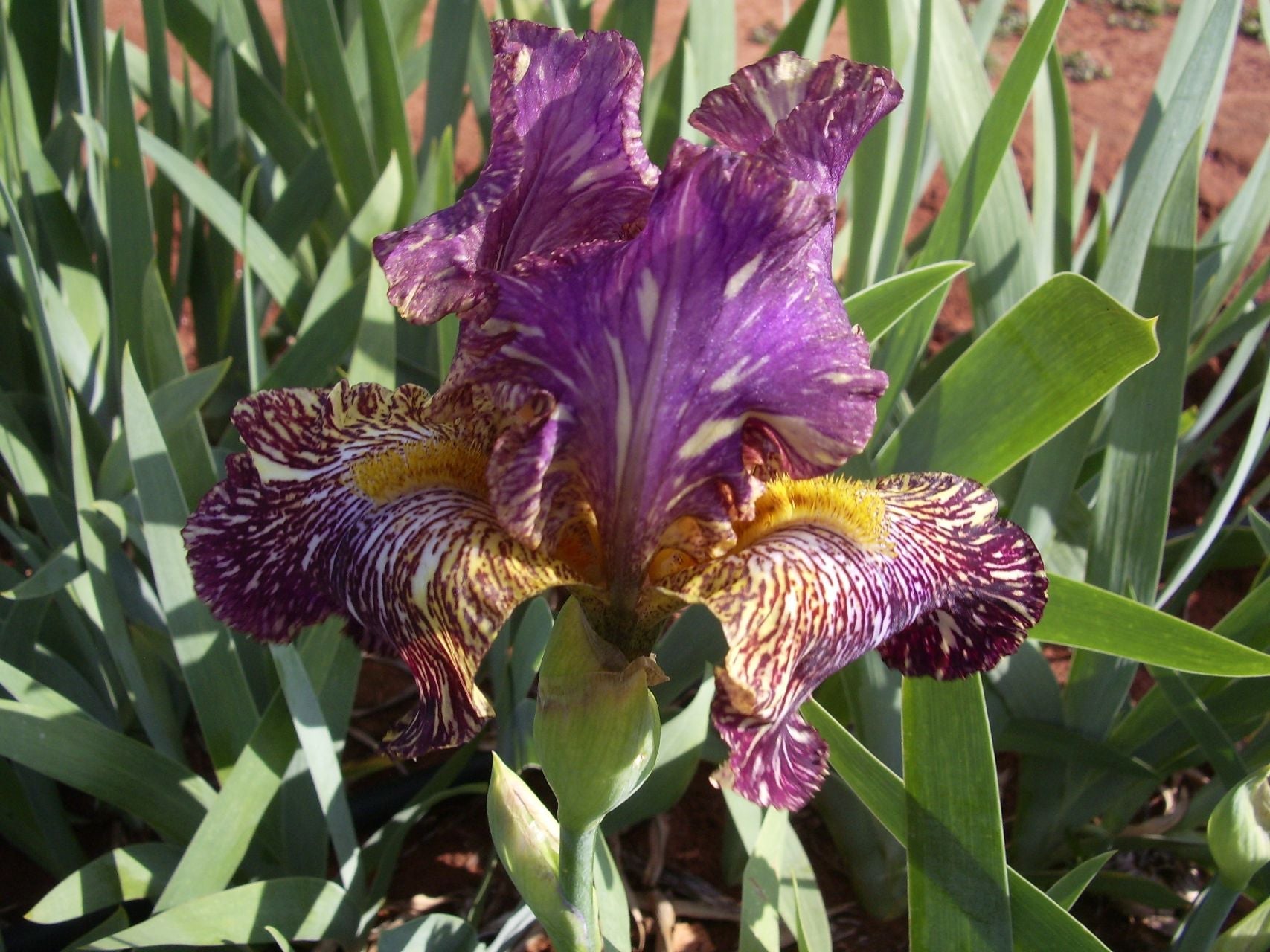 Bearded Irises | Iris x germanica