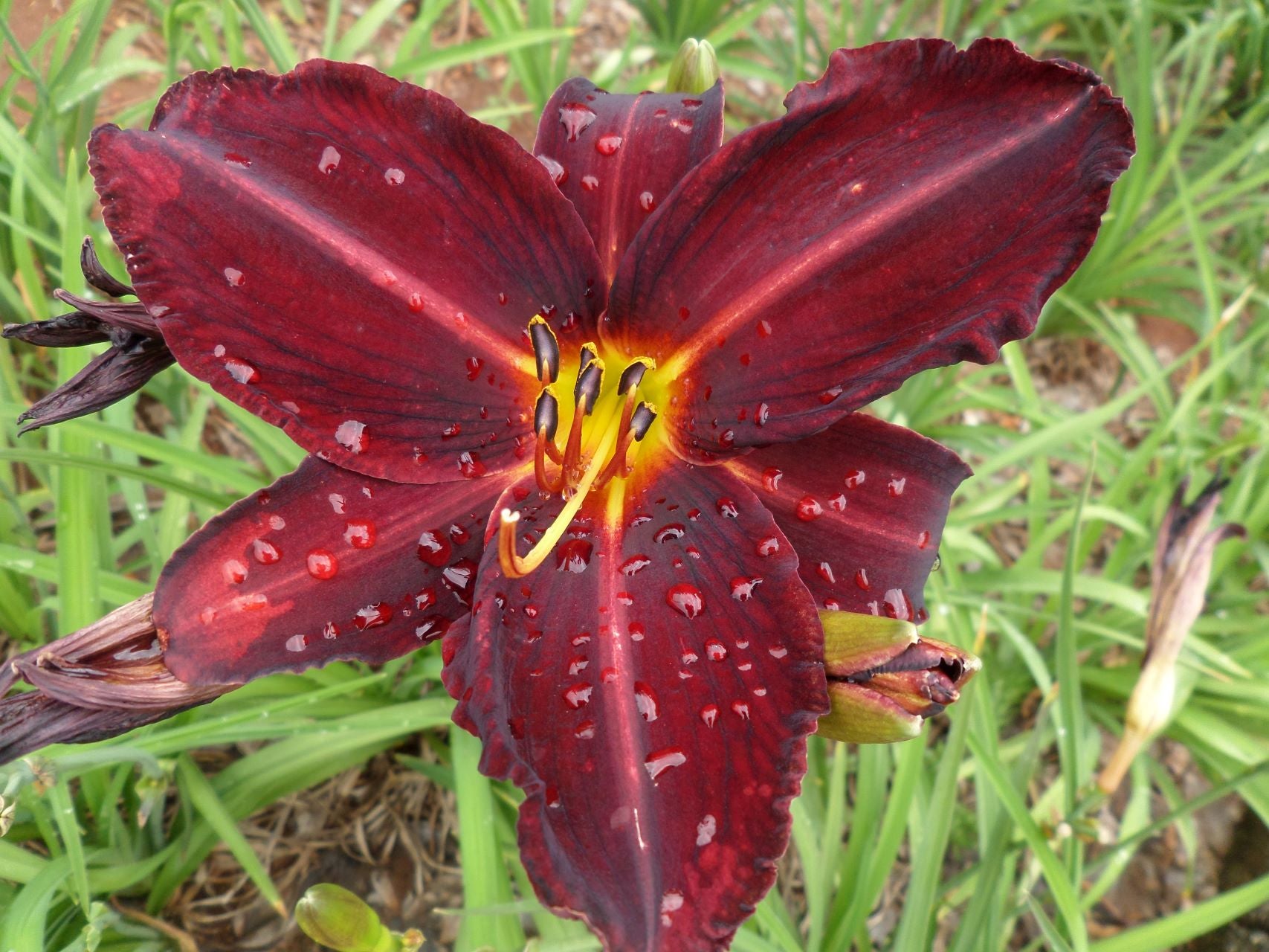 Fleeta | Daylily