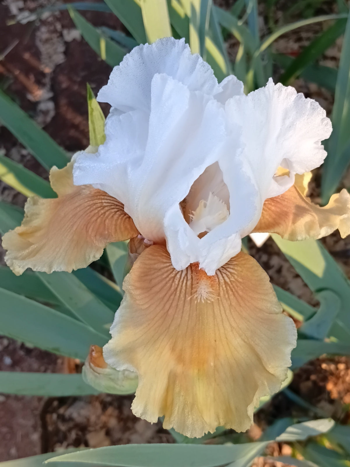 Amber Snow Bearded Iris