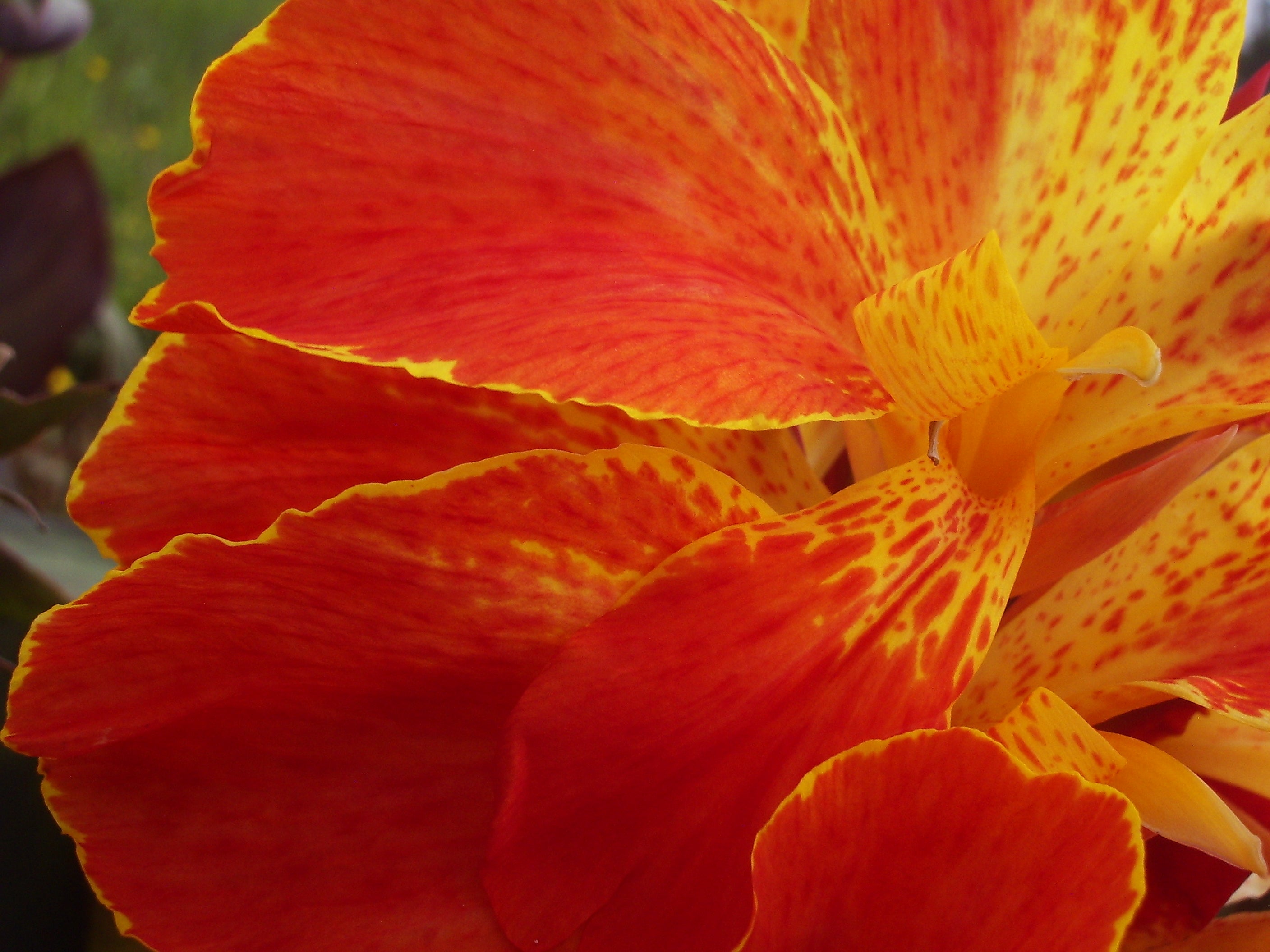 Seed - Medium to Tall | Canna Lily