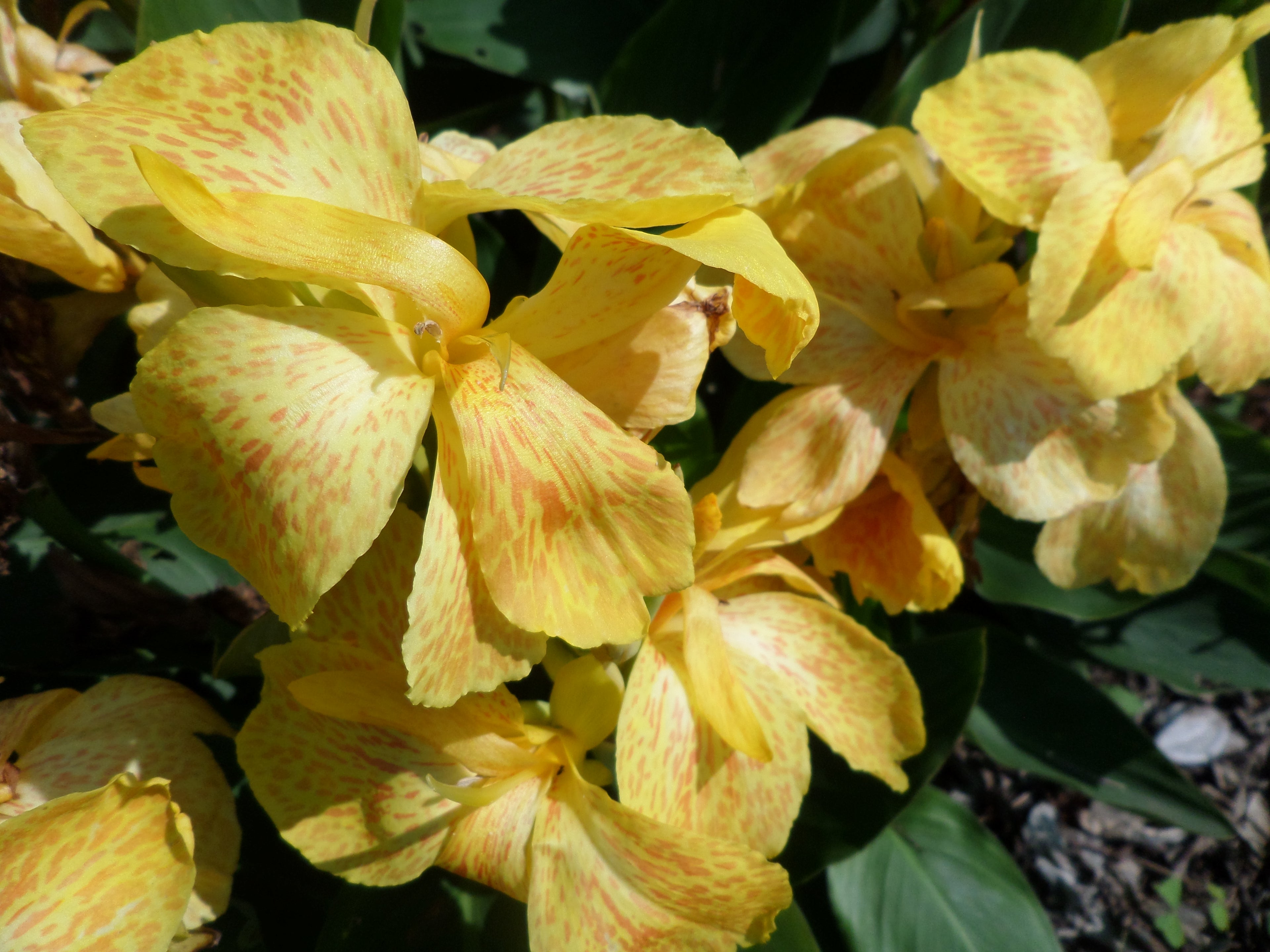 Seed - Dwarf | Canna Lily