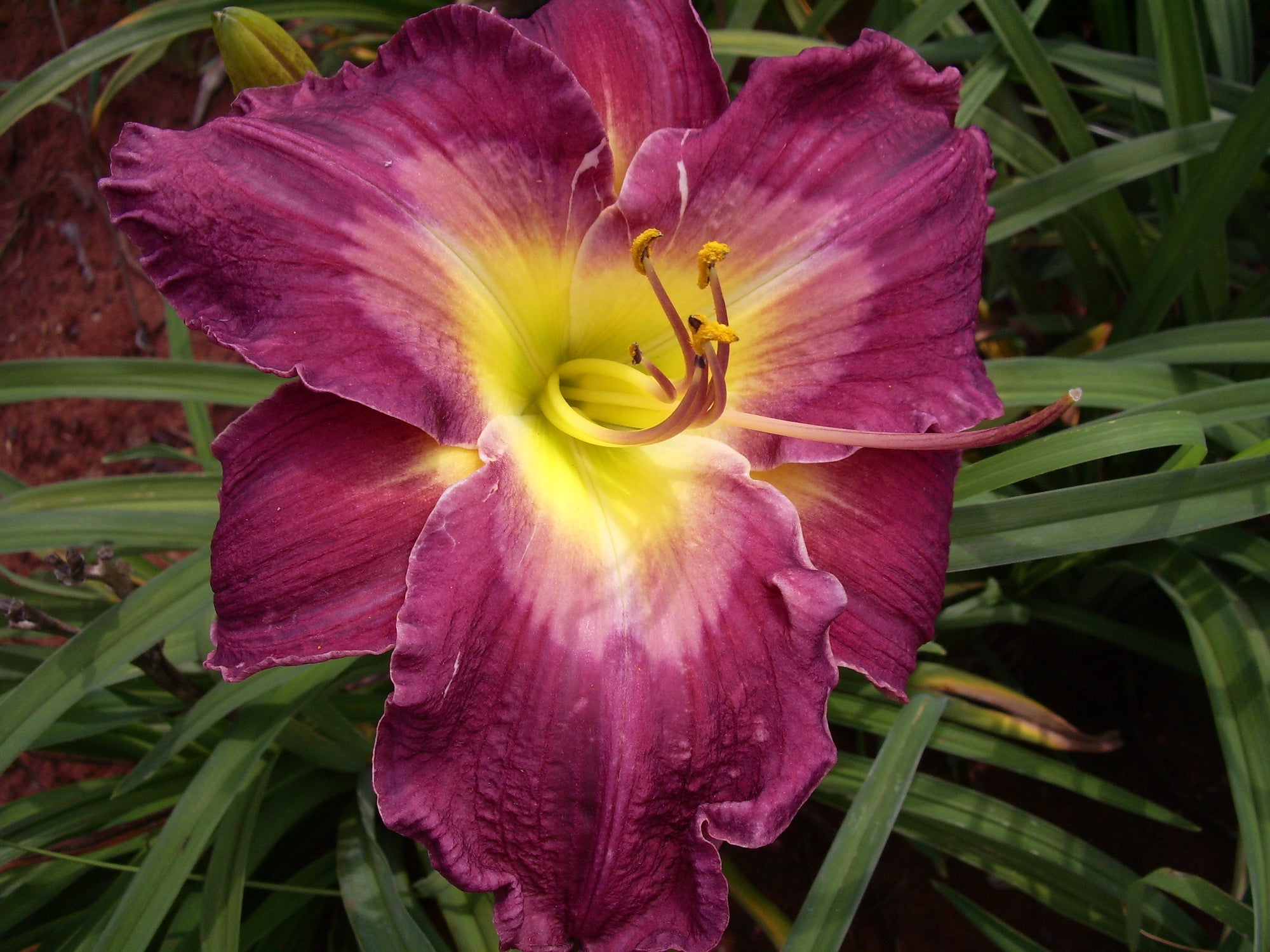 Lexington Avenue | Daylily