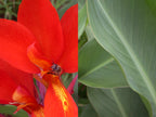 Seed - Medium to Tall | Canna Lily