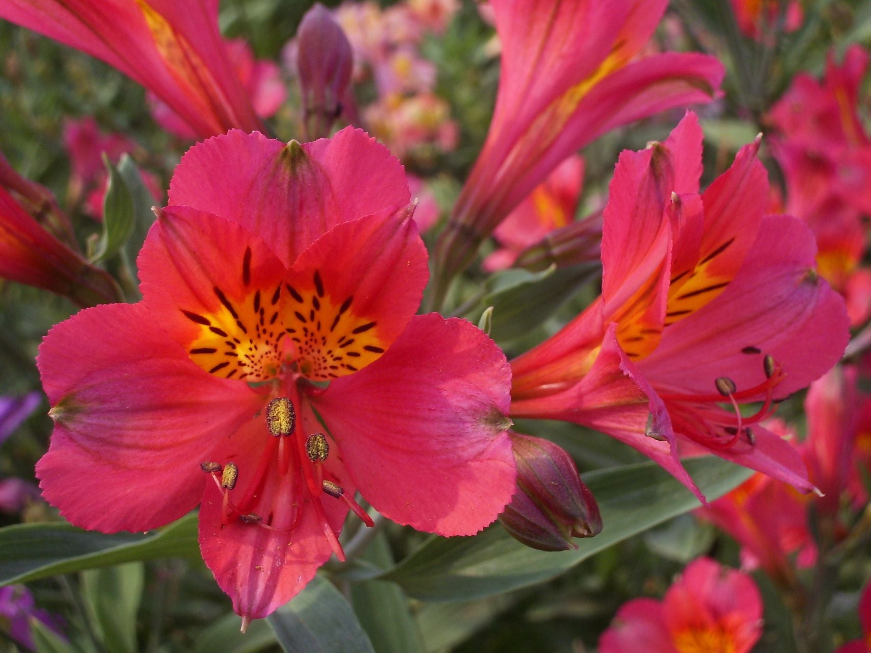 Cerise Butterfly | Inca Lily