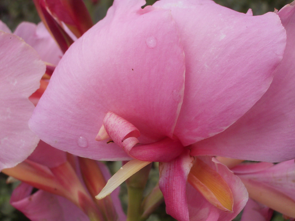 Seed - Medium to Tall | Canna Lily