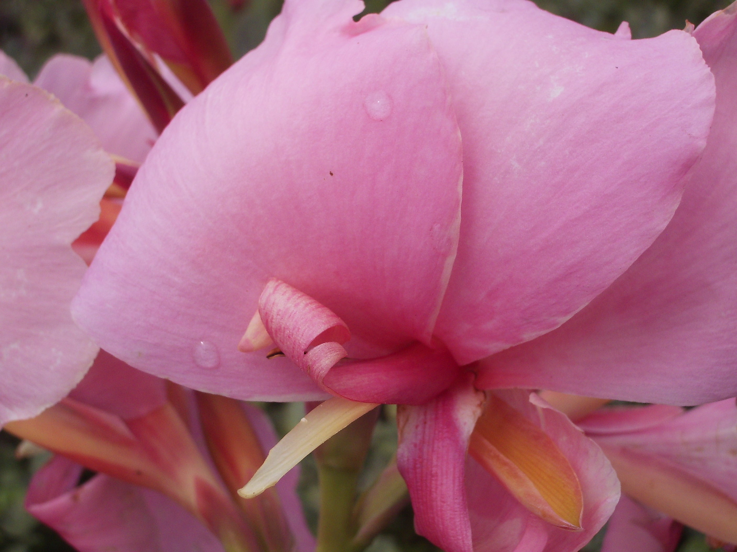 Seed - Medium to Tall | Canna Lily