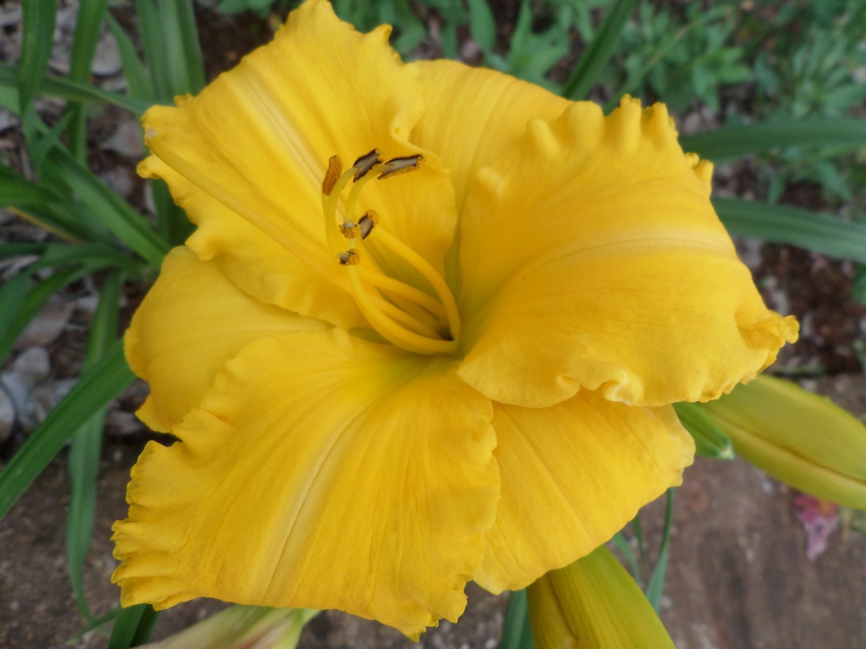 Olympic Showcase | Daylily