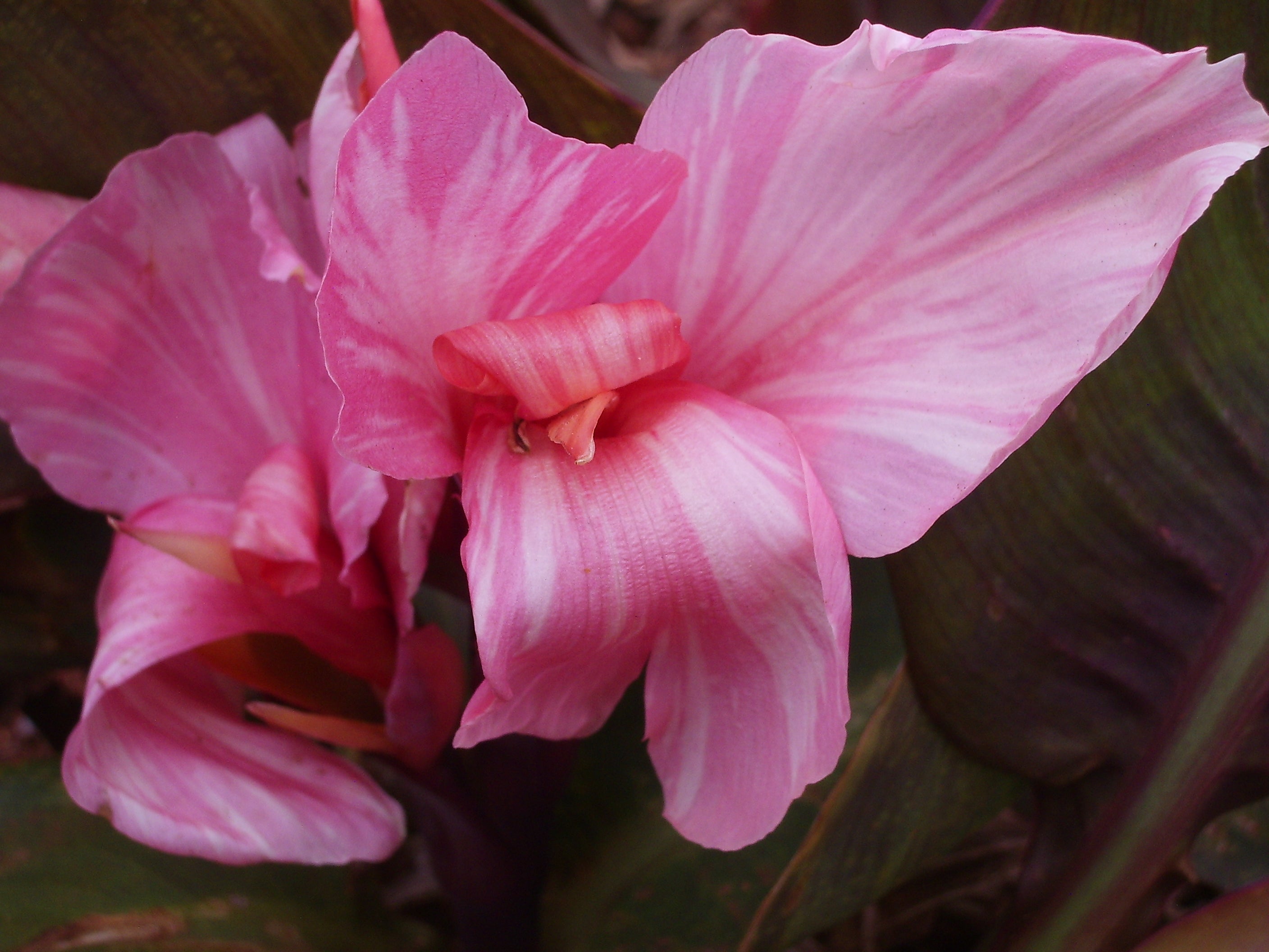 Seed - Dwarf | Canna Lily