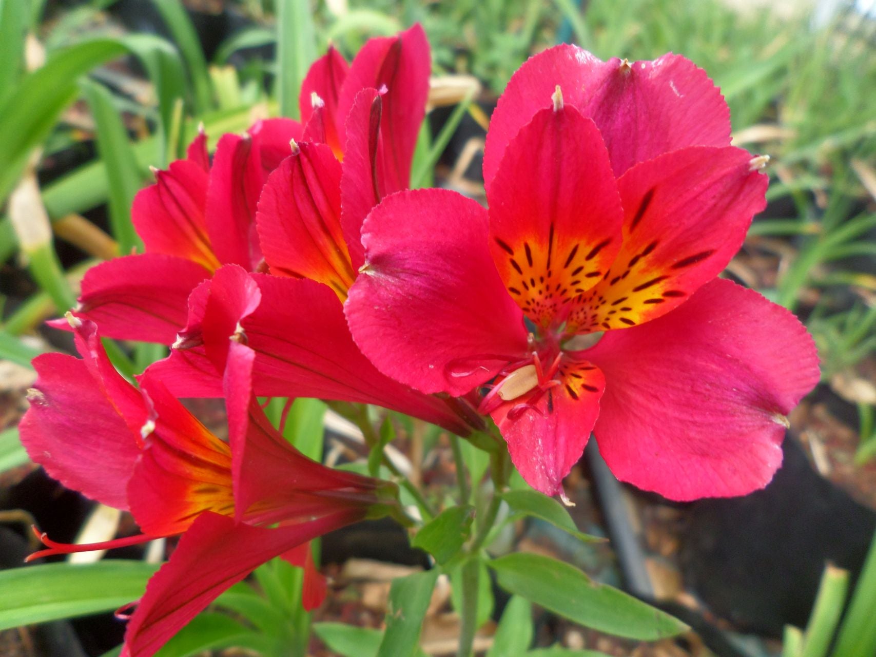 Cherry Wine | Inca Lily