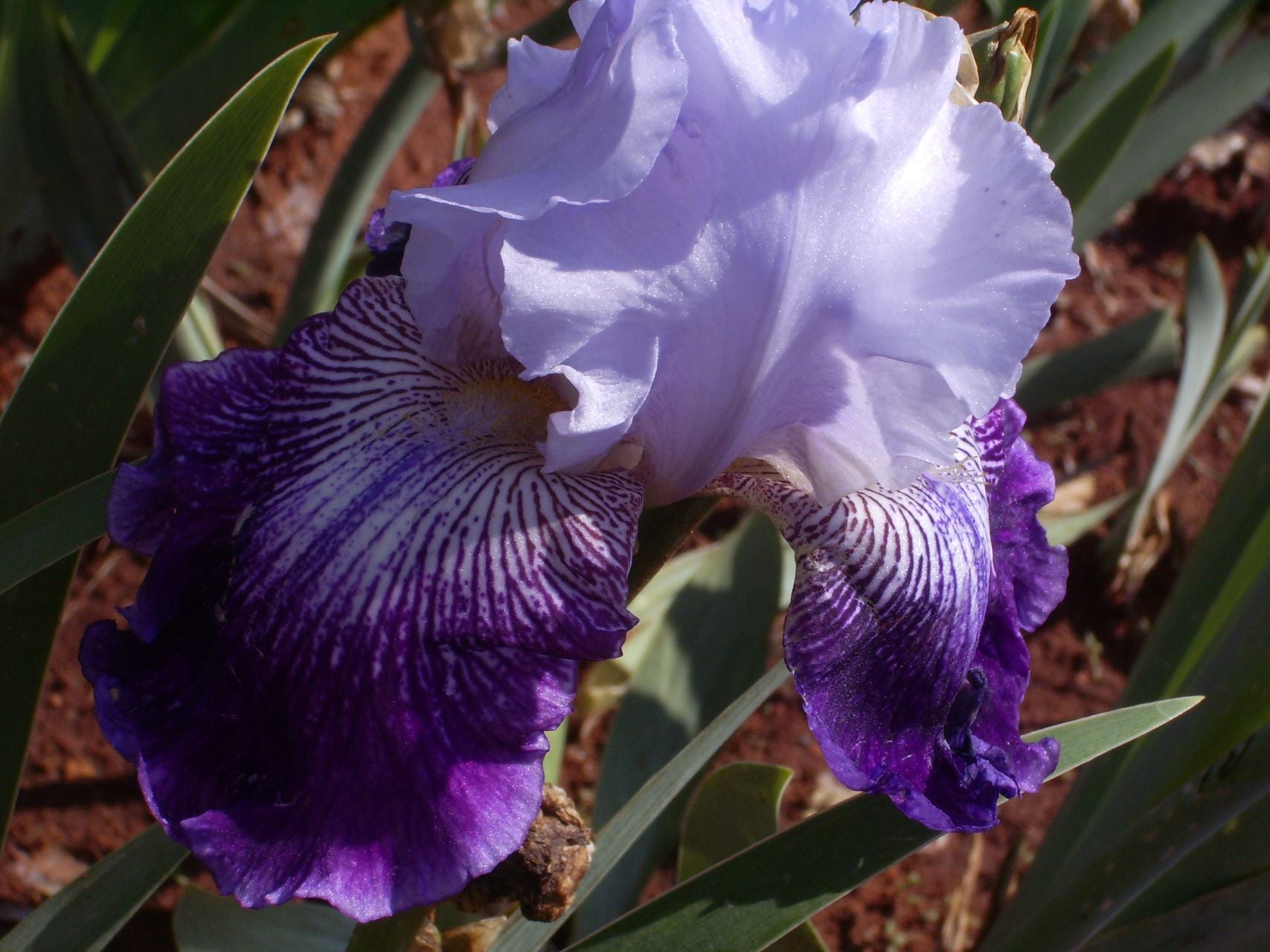 Total Obsession Bearded Iris
