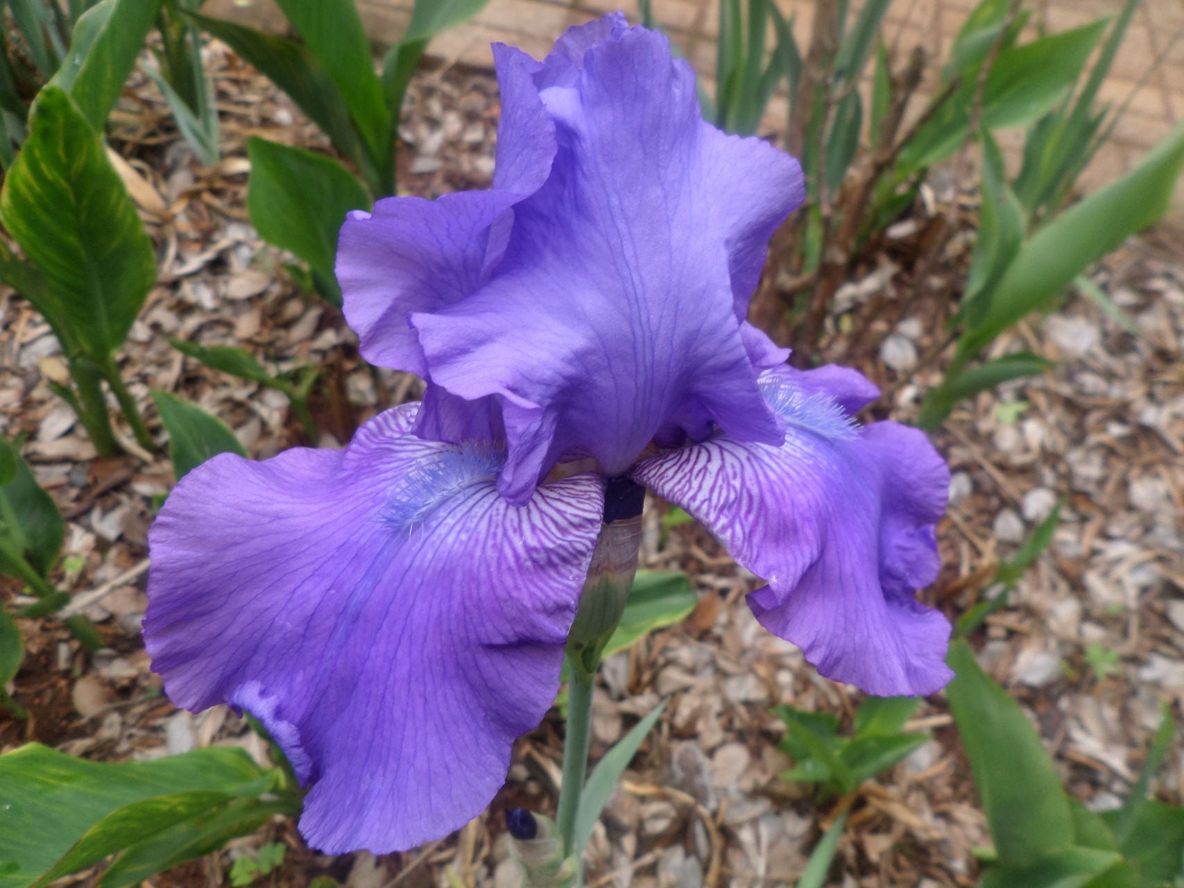 Admiralty Bearded Iris