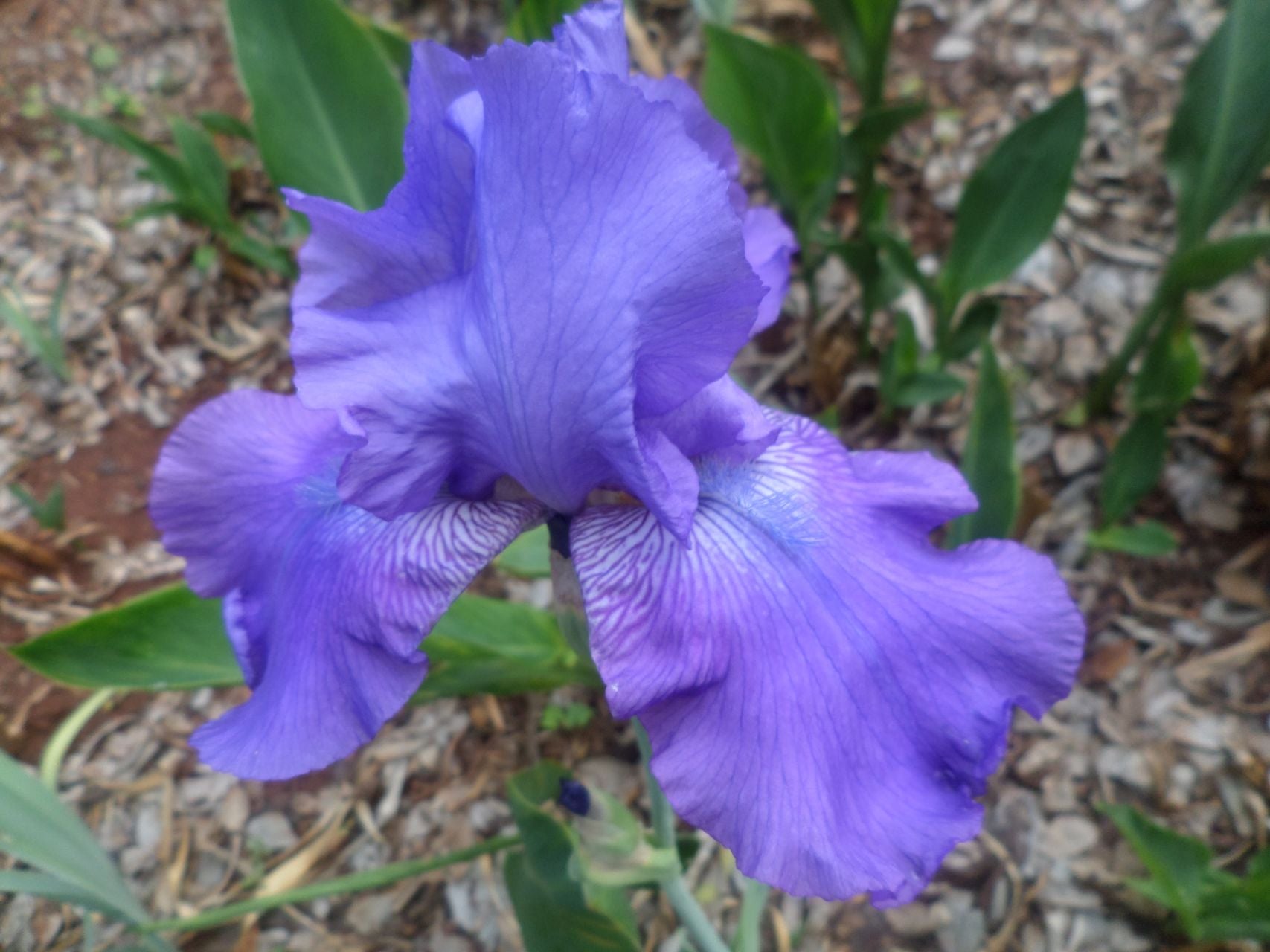 Admiralty Bearded Iris