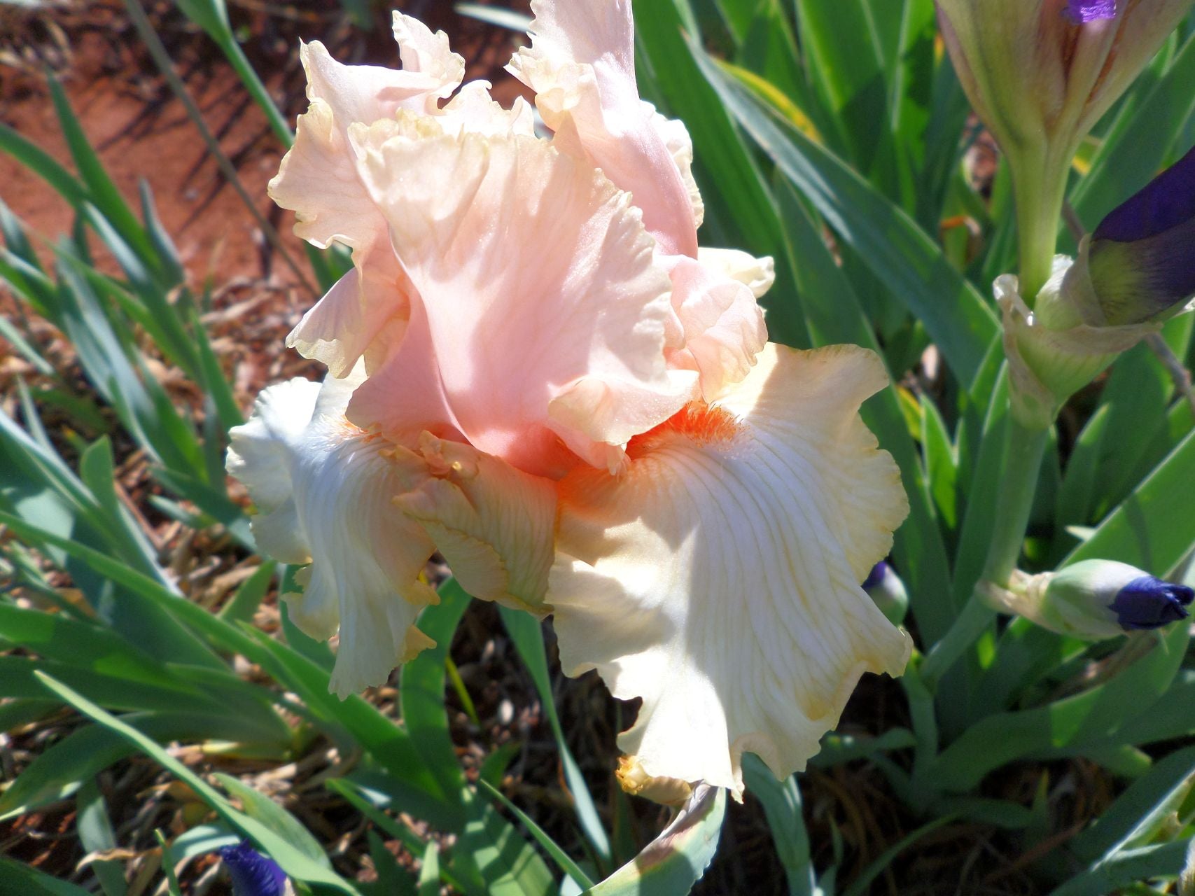 Annie's Song* Bearded Iris