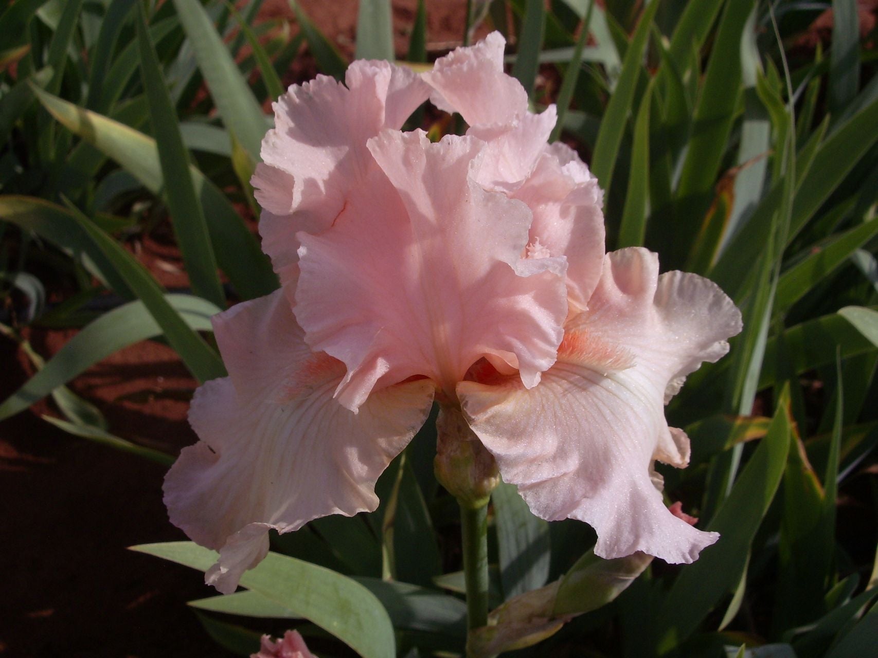 Beverly Sills Bearded Iris