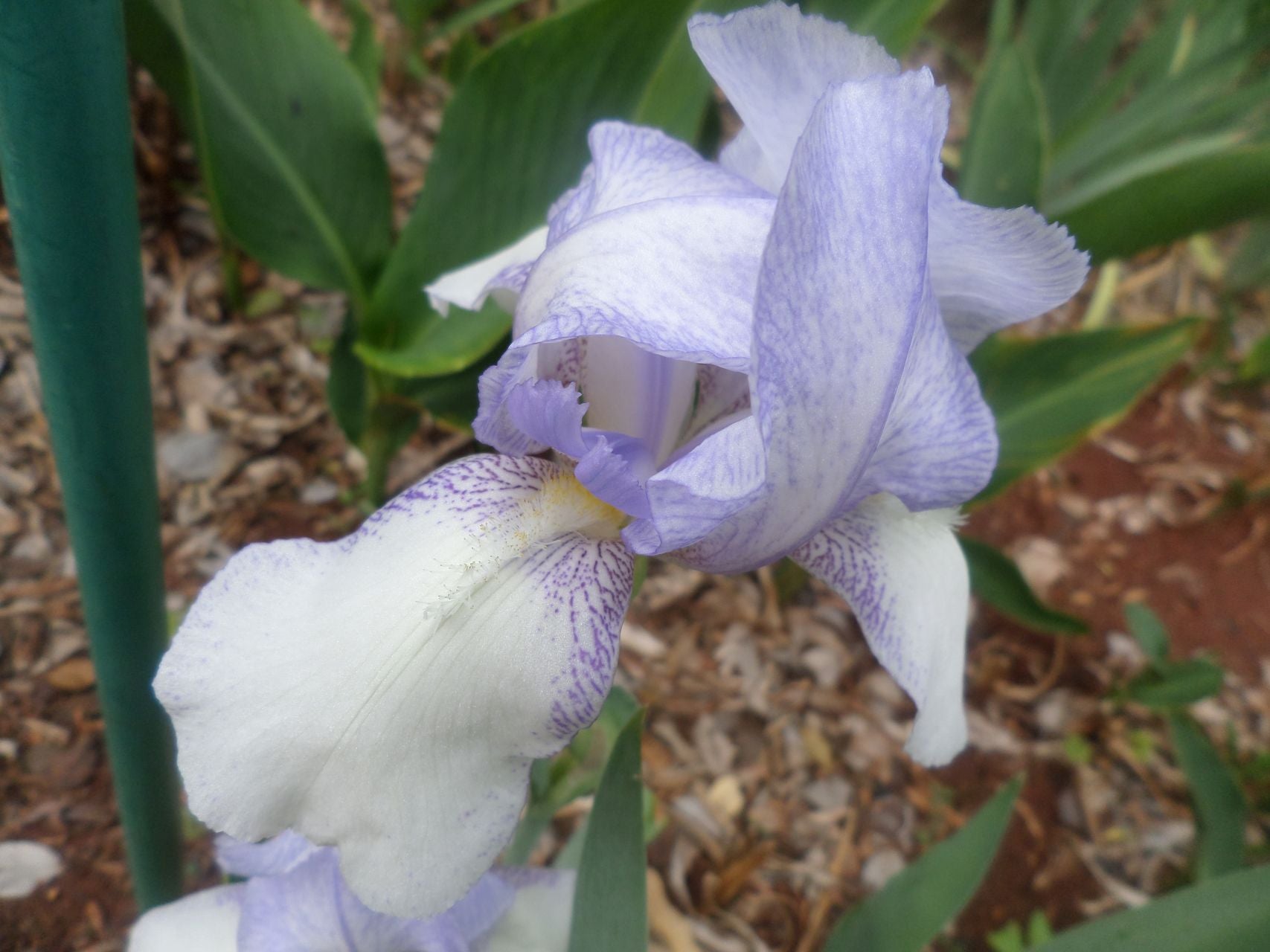 Bridesmaid Bearded Iris