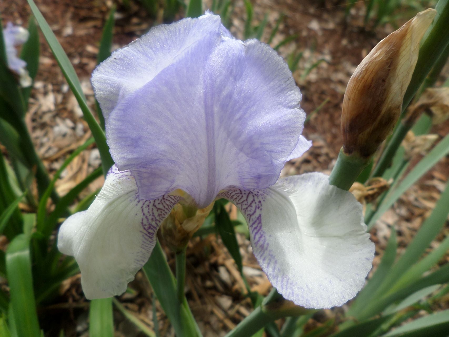 Bridesmaid Bearded Iris