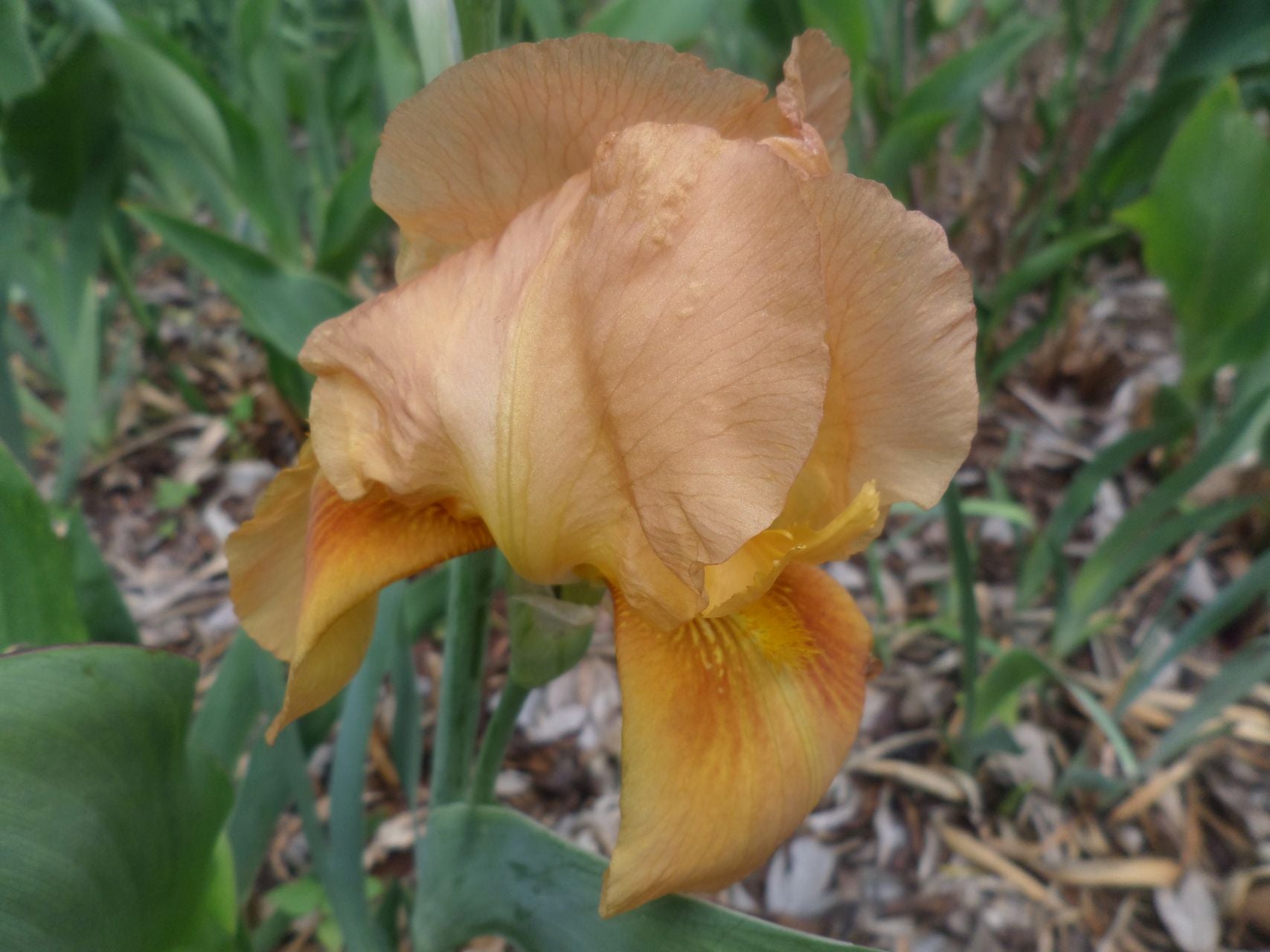 Bronze Bird Bearded Iris