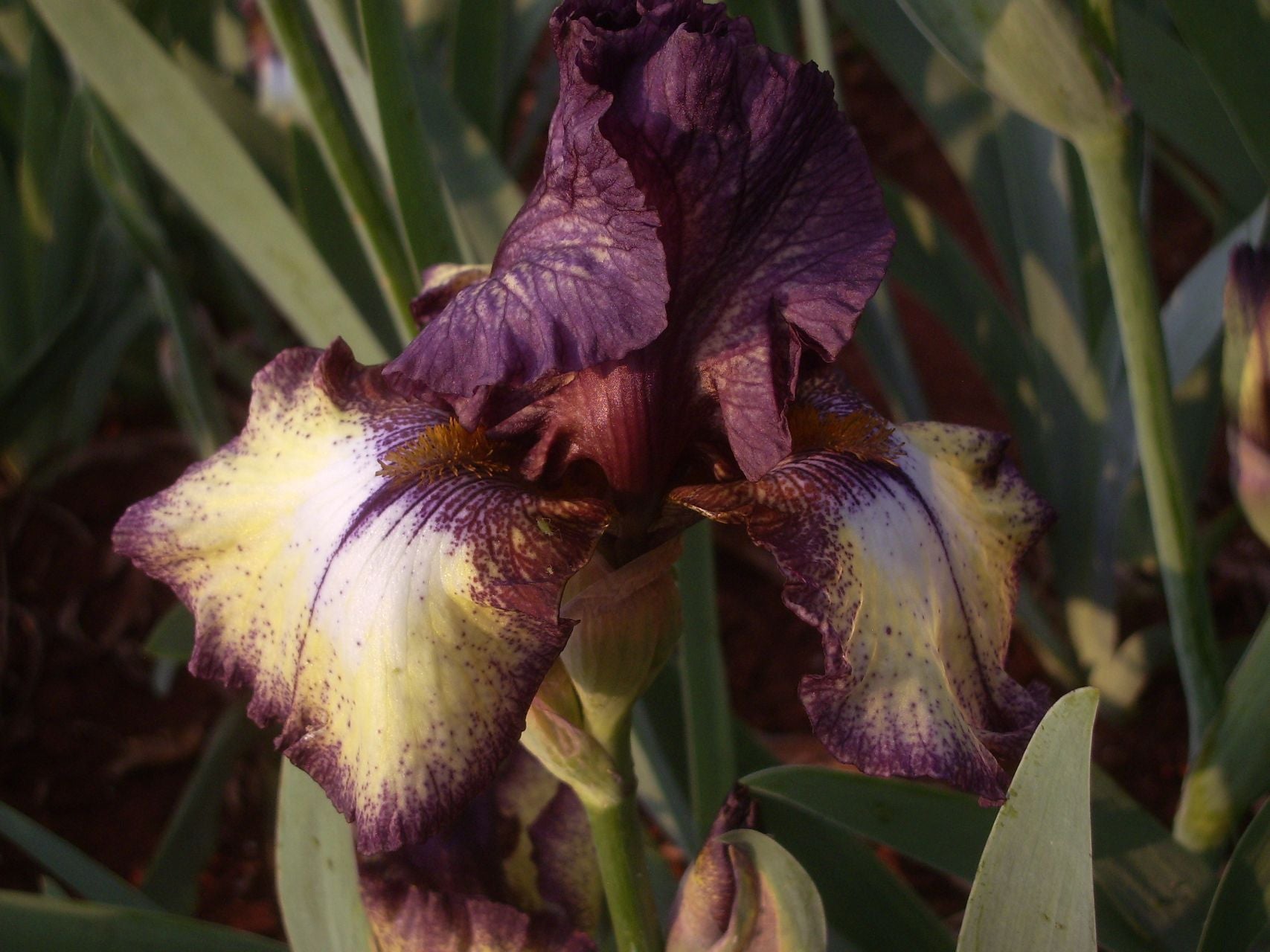 Burgundy Brown Bearded Iris