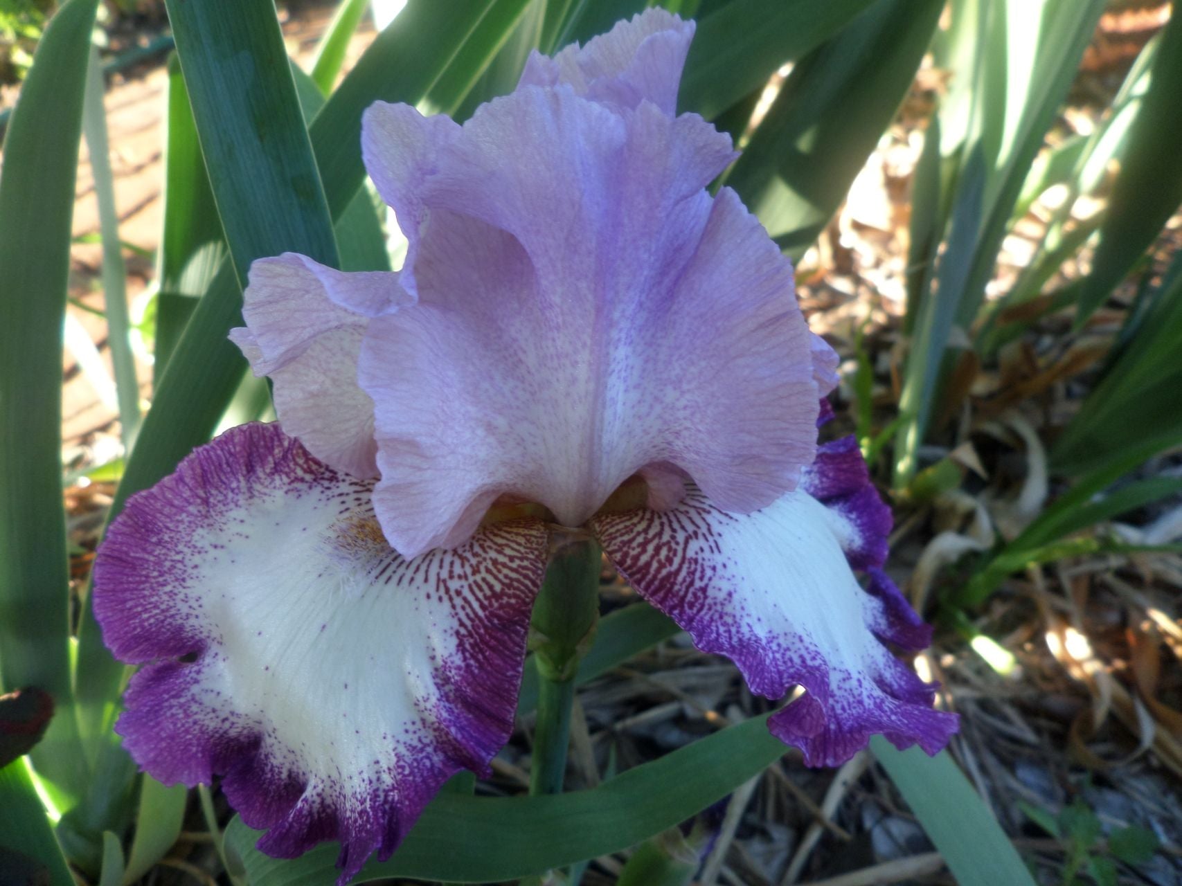 Change Of Pace Bearded Iris