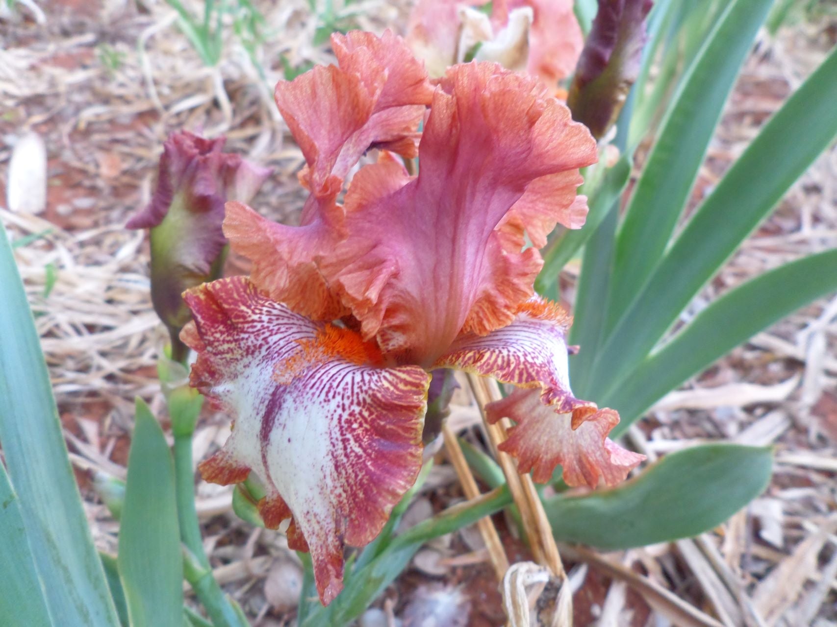 Chickasaw Sue Bearded Iris