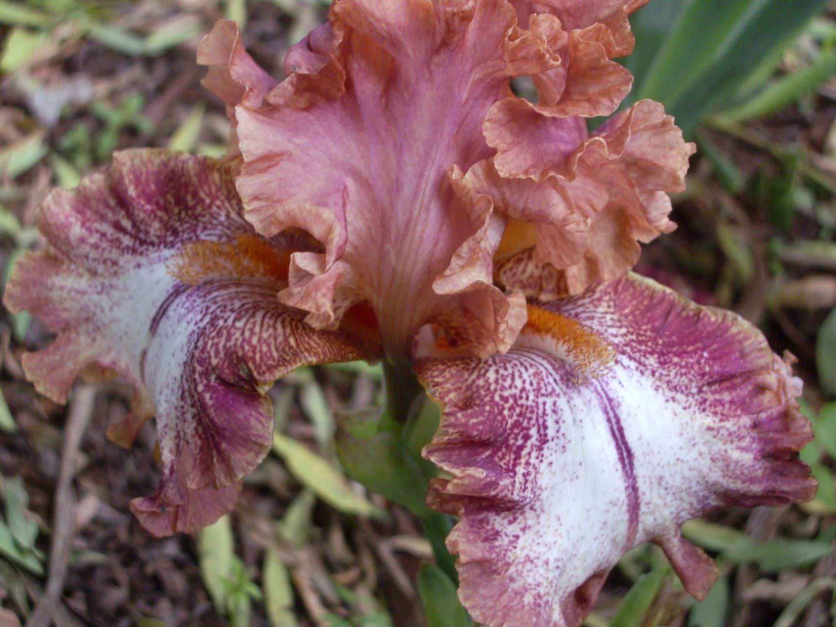 Chickasaw Sue Bearded Iris