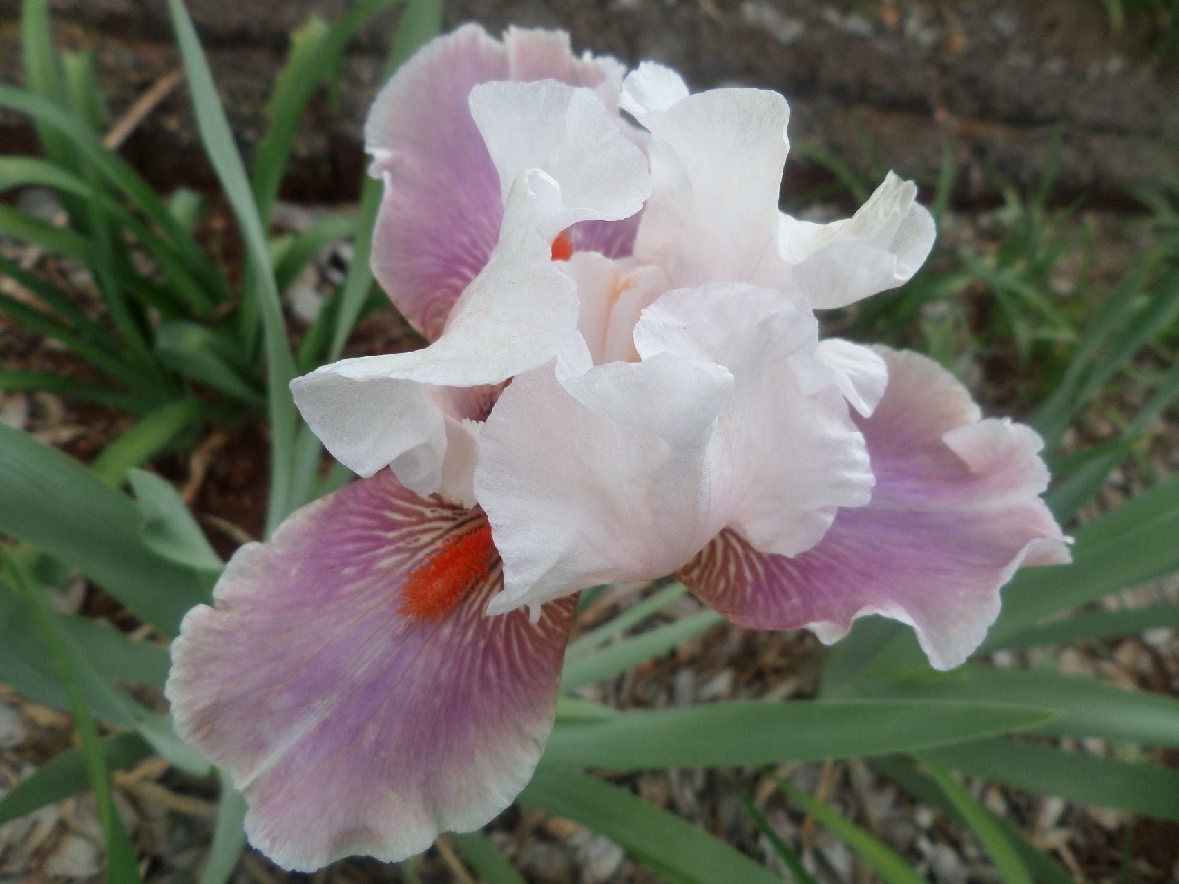 Chinese Treasure Bearded Iris