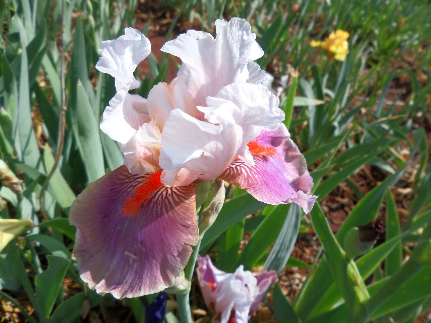 Chinese Treasure Bearded Iris