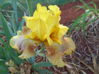 Crème Brûlée Bearded Iris
