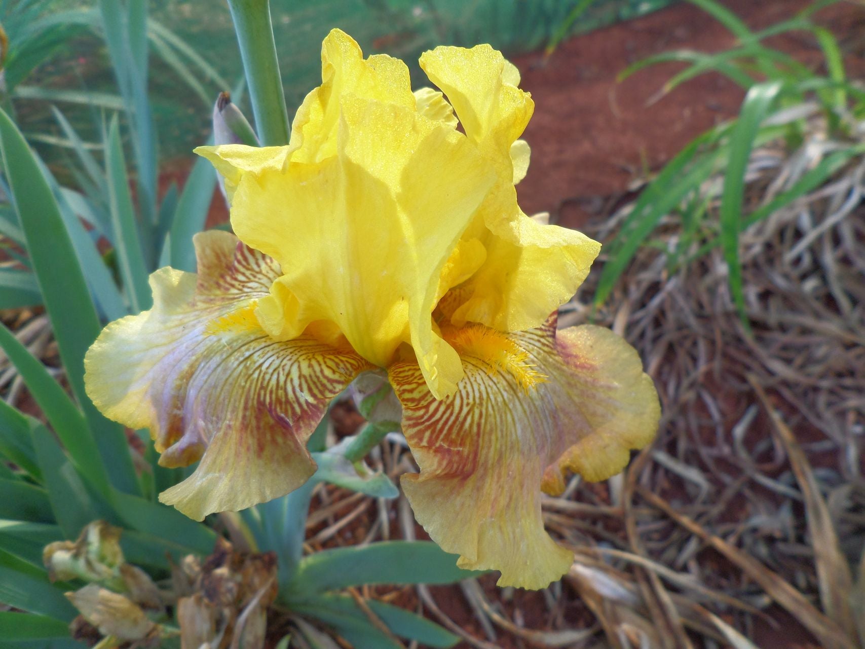 Crème Brûlée Bearded Iris