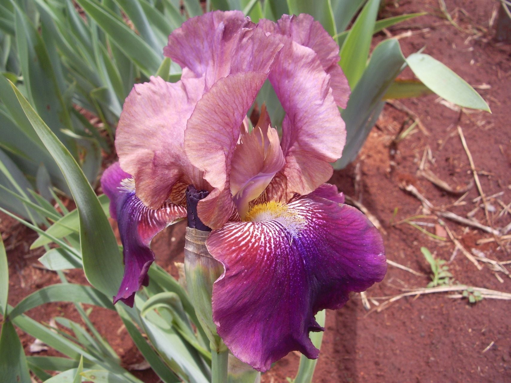 Dizzy Lady* Bearded Iris