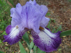 Eagle's Flight Bearded Iris