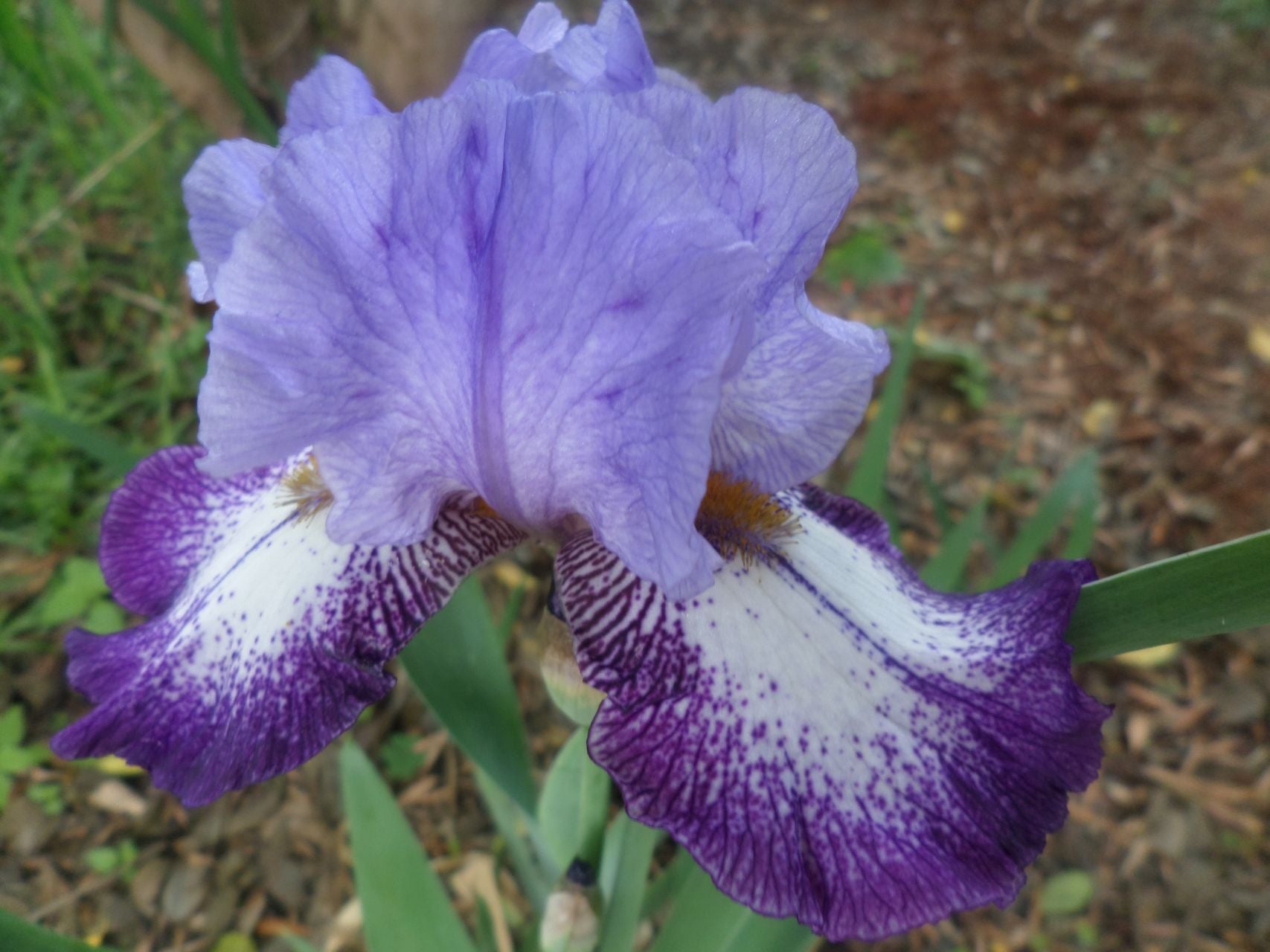 Eagle's Flight Bearded Iris
