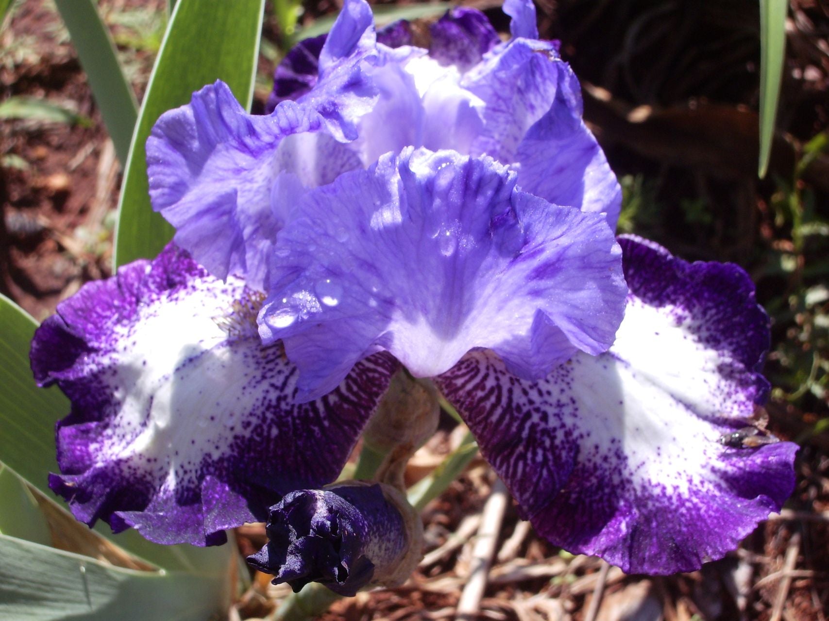 Eagle's Flight Bearded Iris