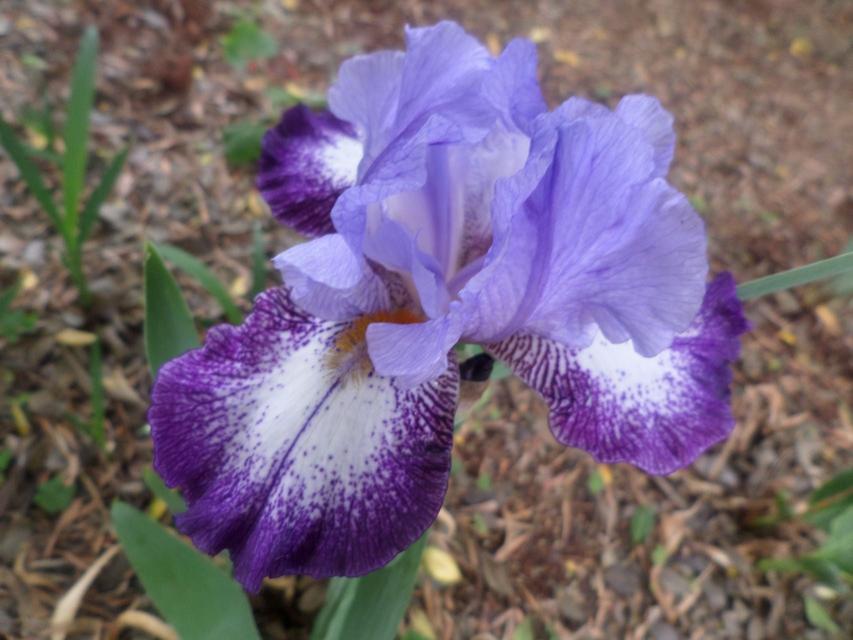 Eagle's Flight Bearded Iris