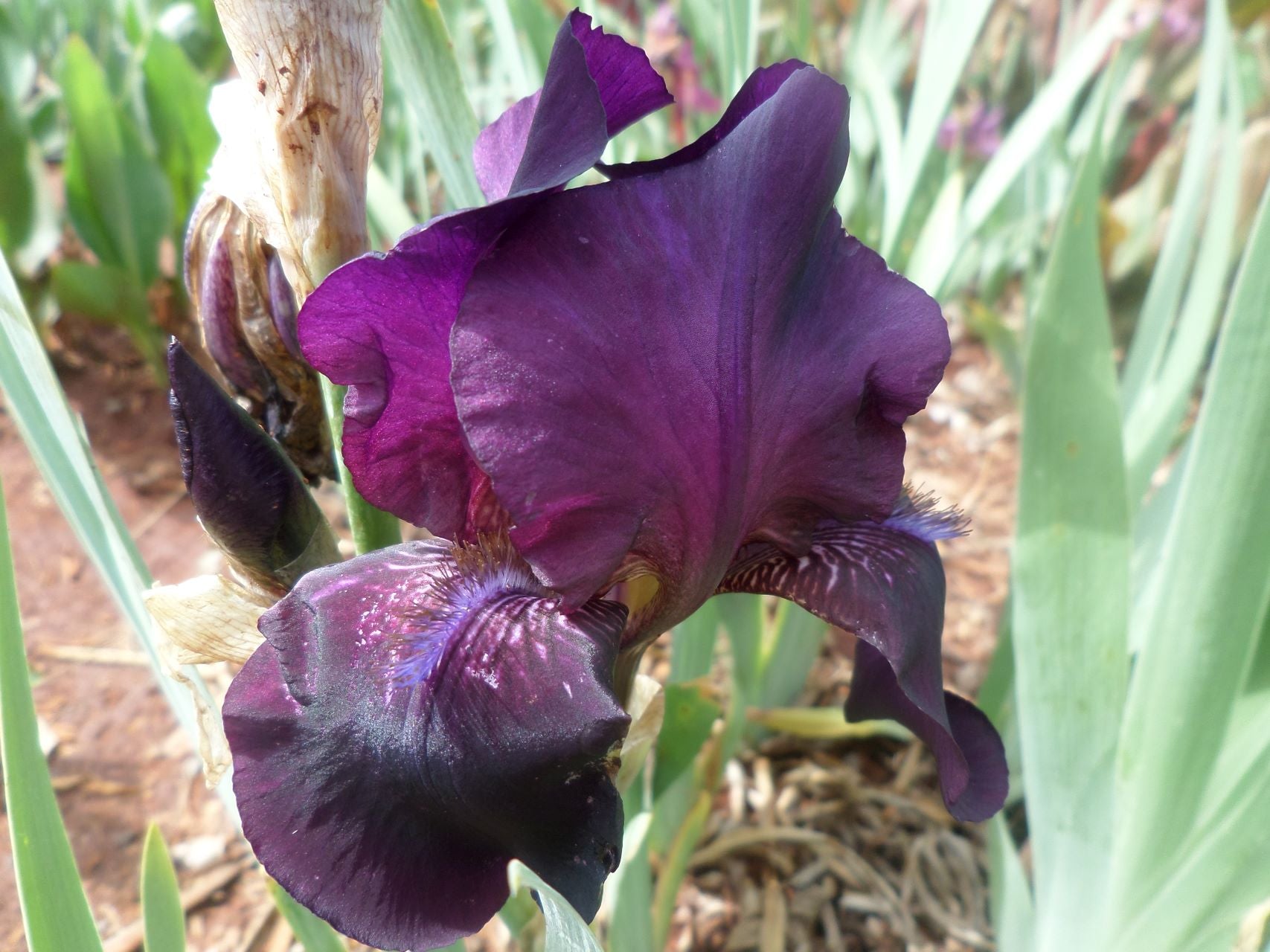 Grape Velvet* Bearded Iris