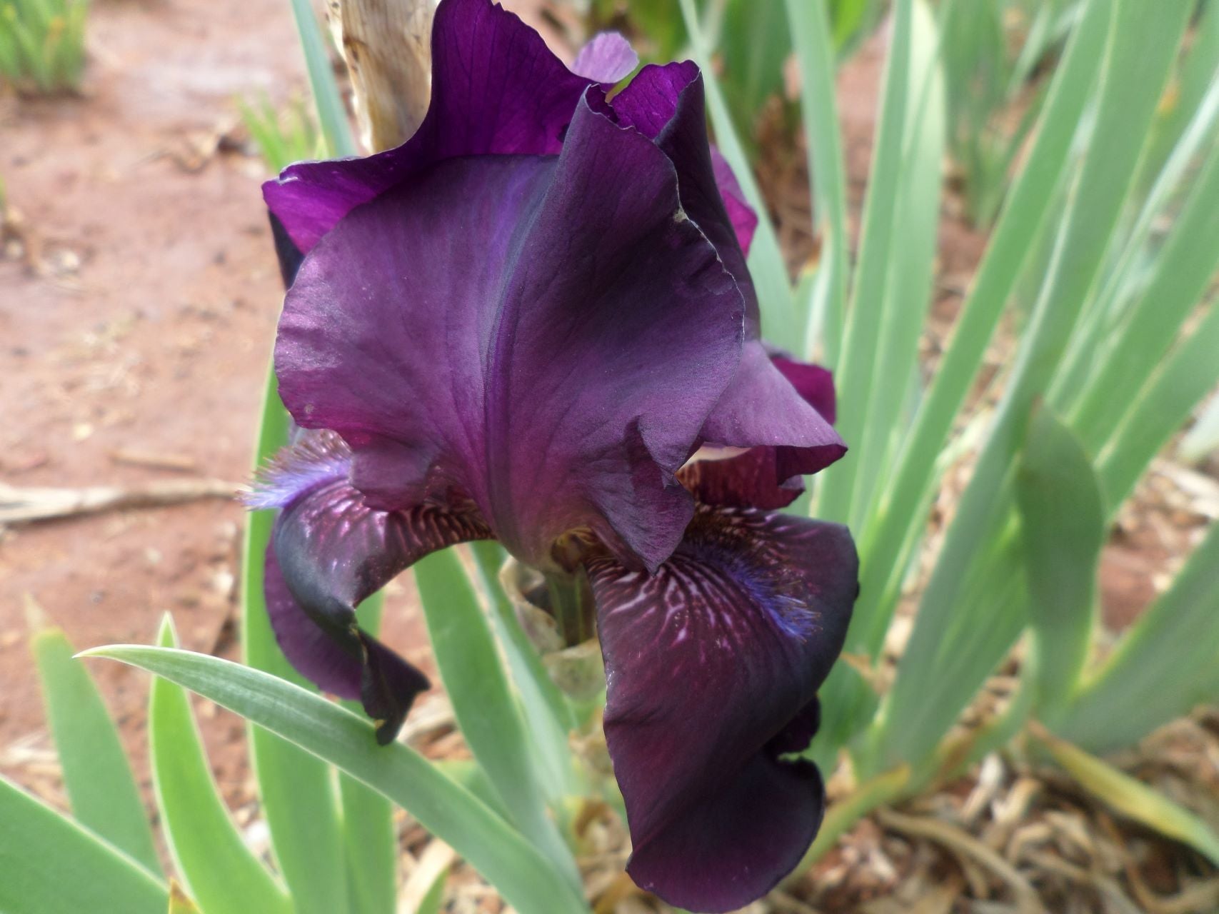 Grape Velvet* Bearded Iris