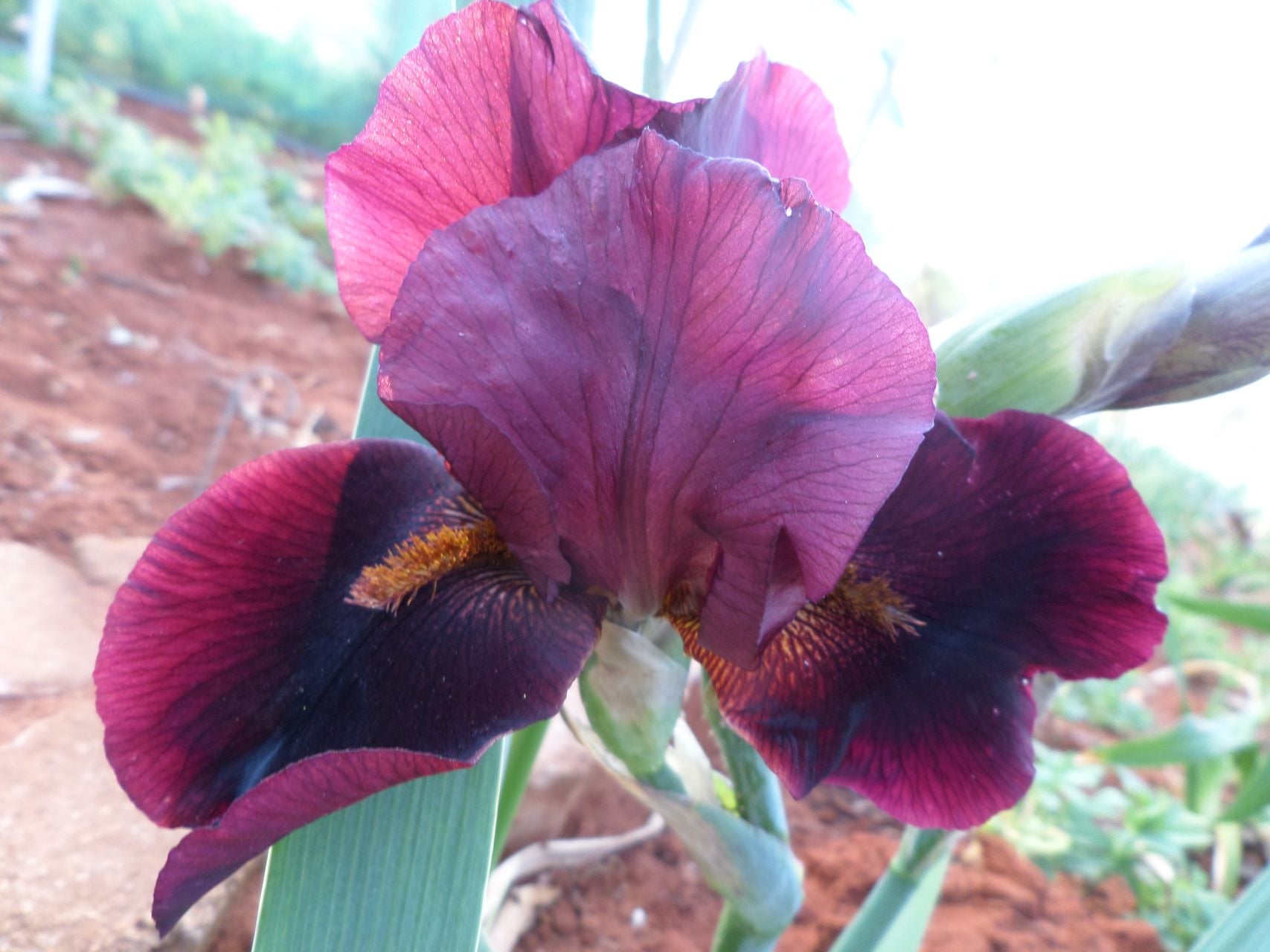 Hell's Fire Bearded Iris