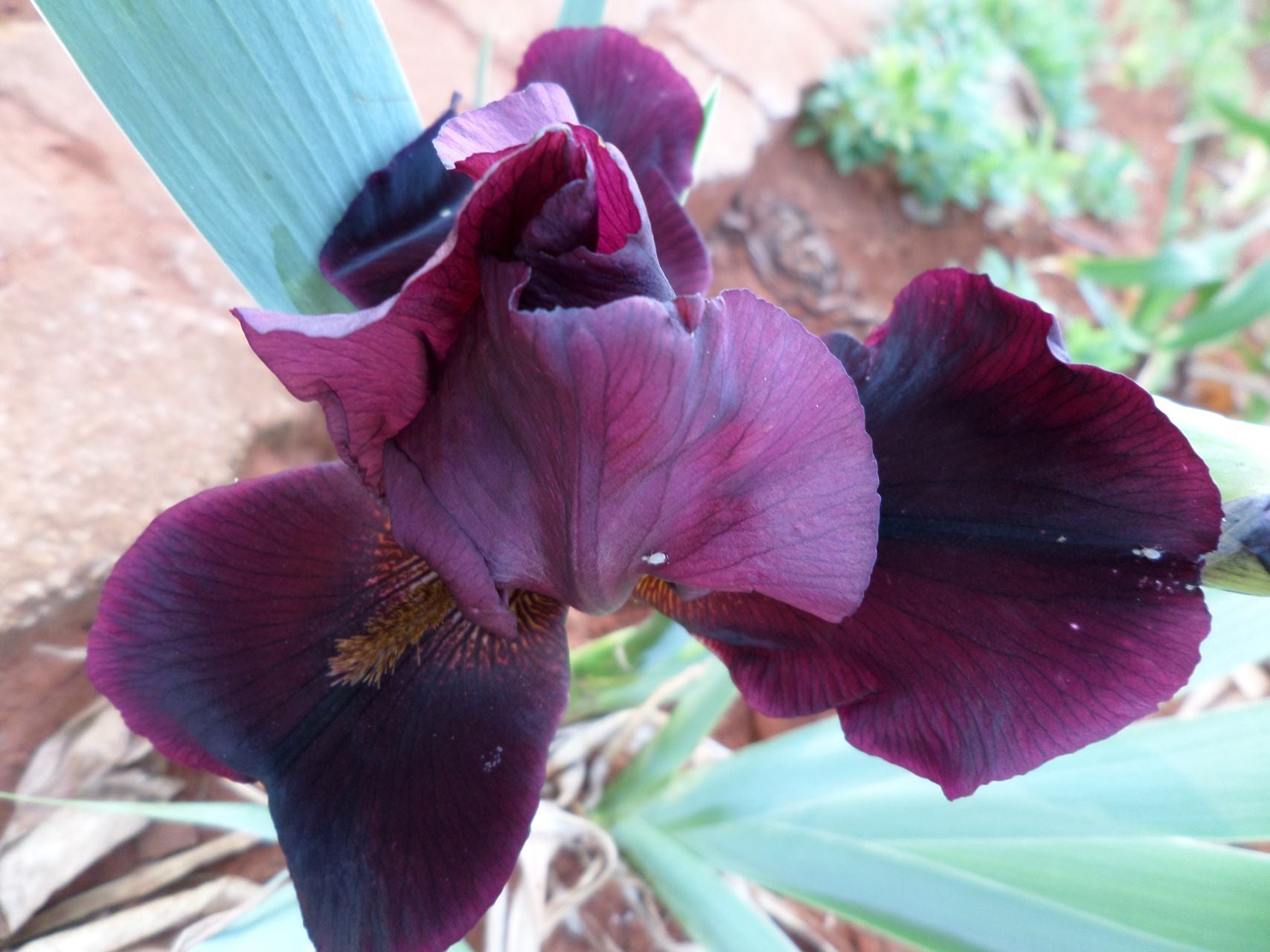 Hell's Fire Bearded Iris