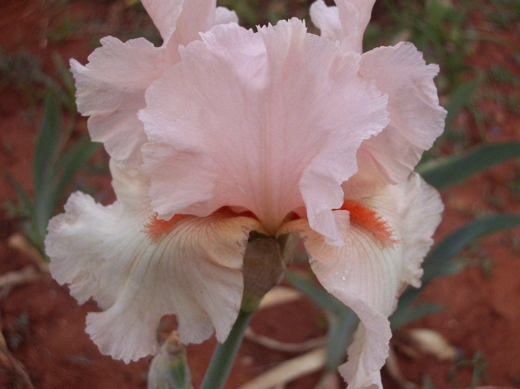 Imbali Pink* Bearded Iris