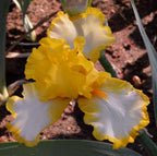 Joyce Terry Bearded Iris