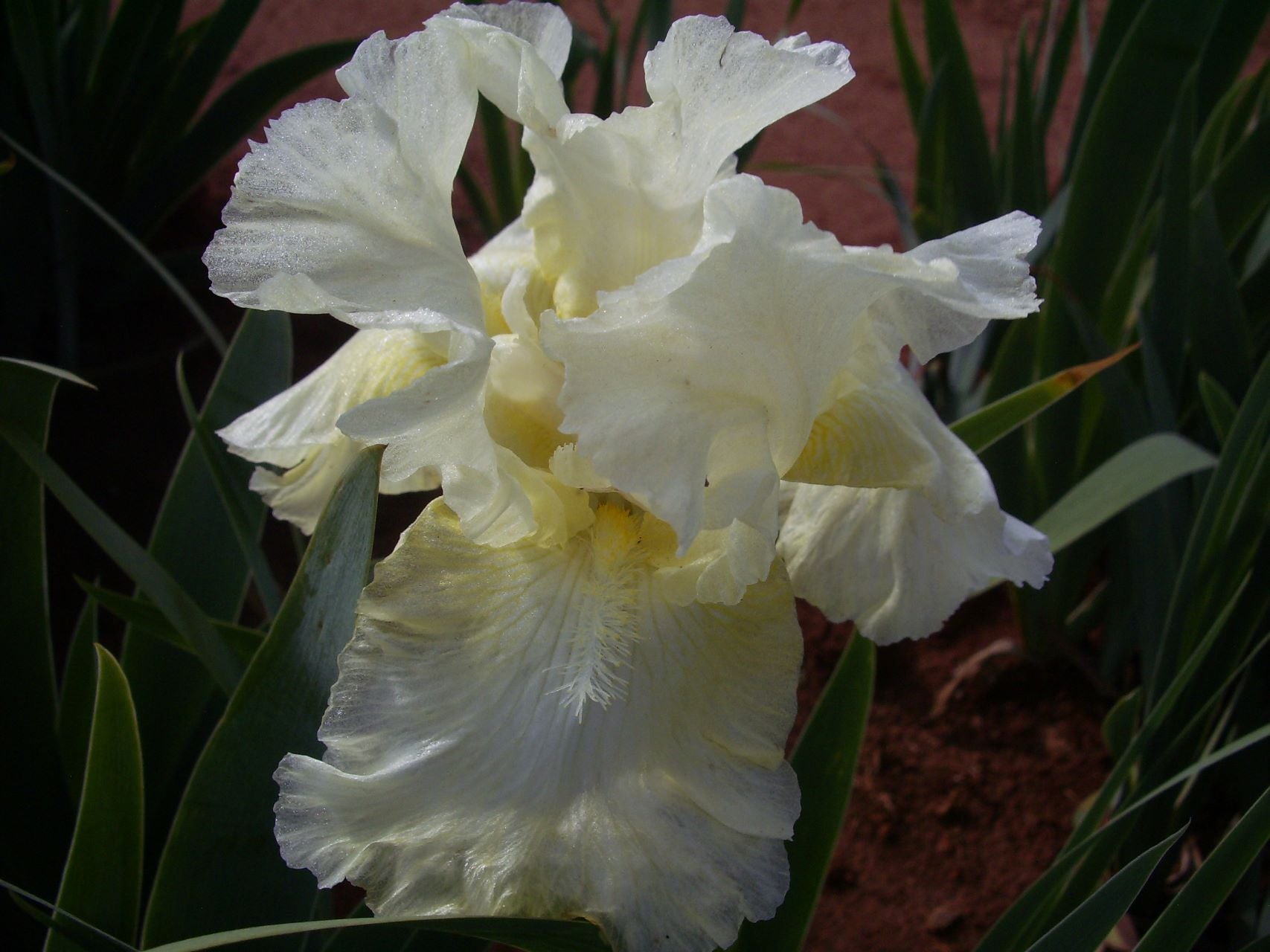 Lovely Lois Bearded Iris